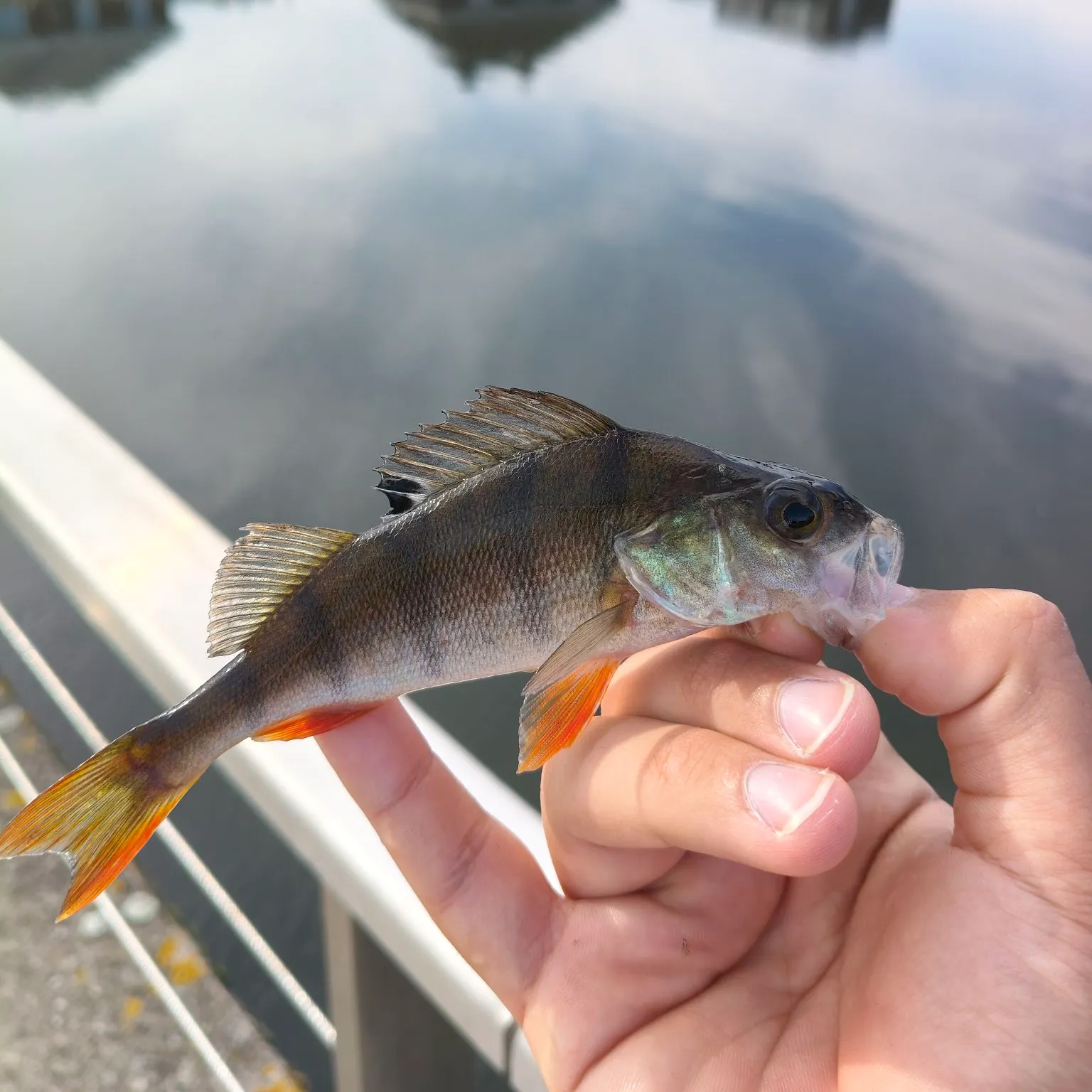 European perch caught on Fishbrain