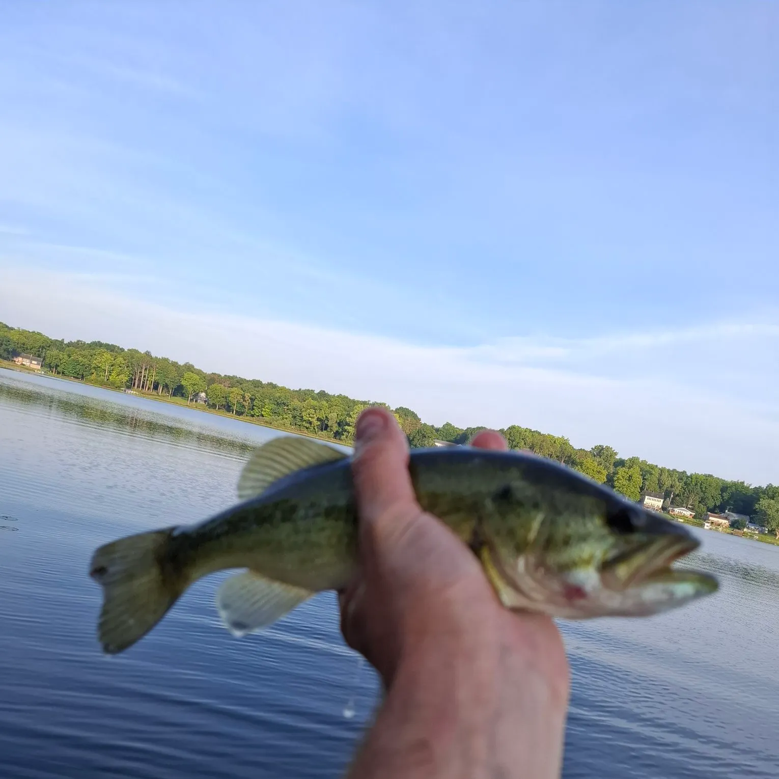 Largemouth bass caught on Fishbrain