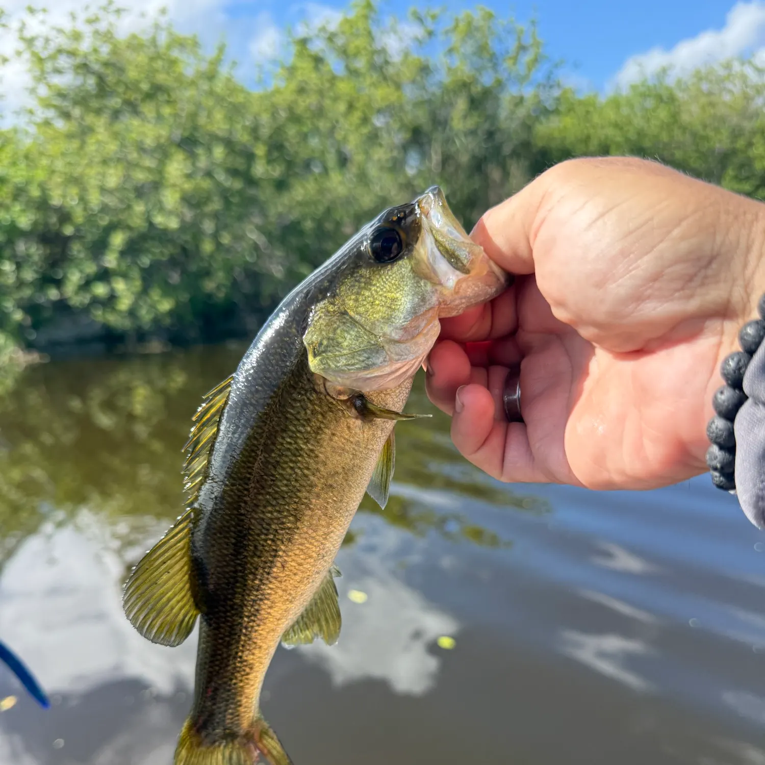 Largemouth bass caught on Fishbrain