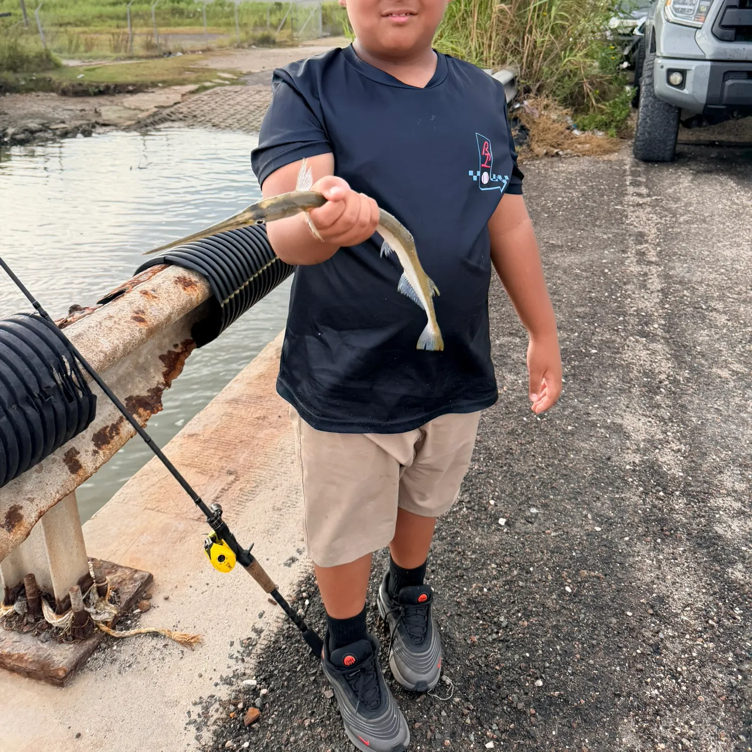 Atlantic needlefish caught on Fishbrain