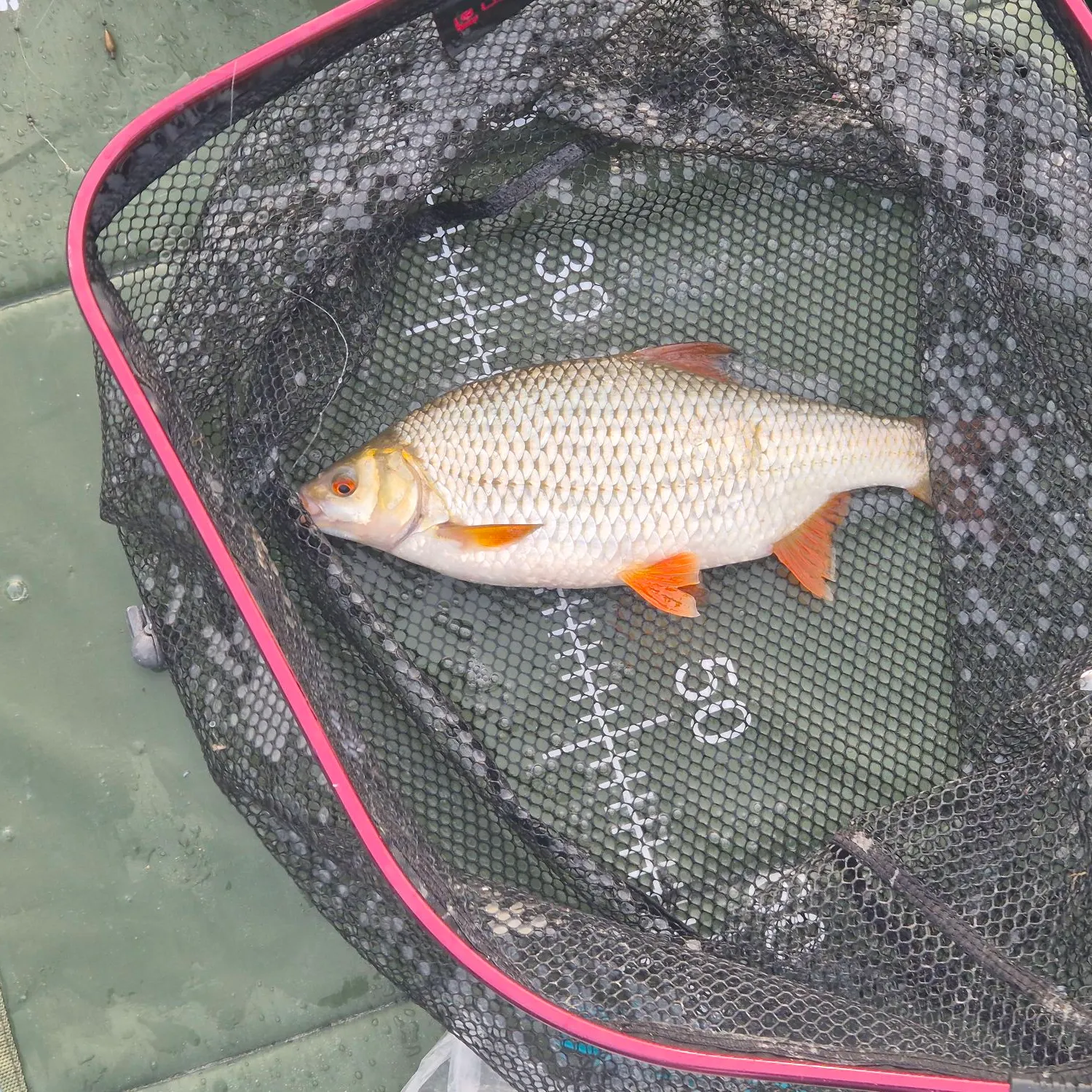 Common rudd caught on Fishbrain