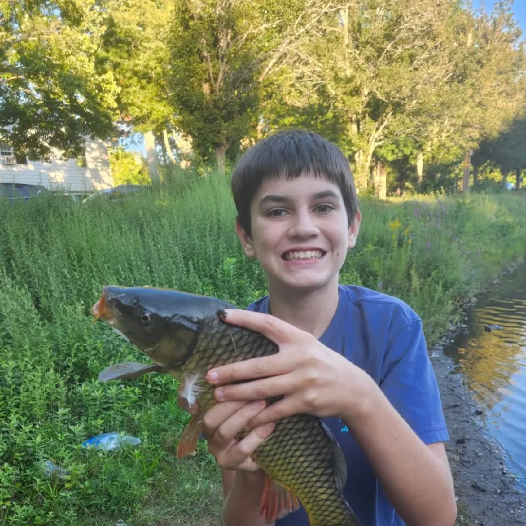 Common carp caught on Fishbrain