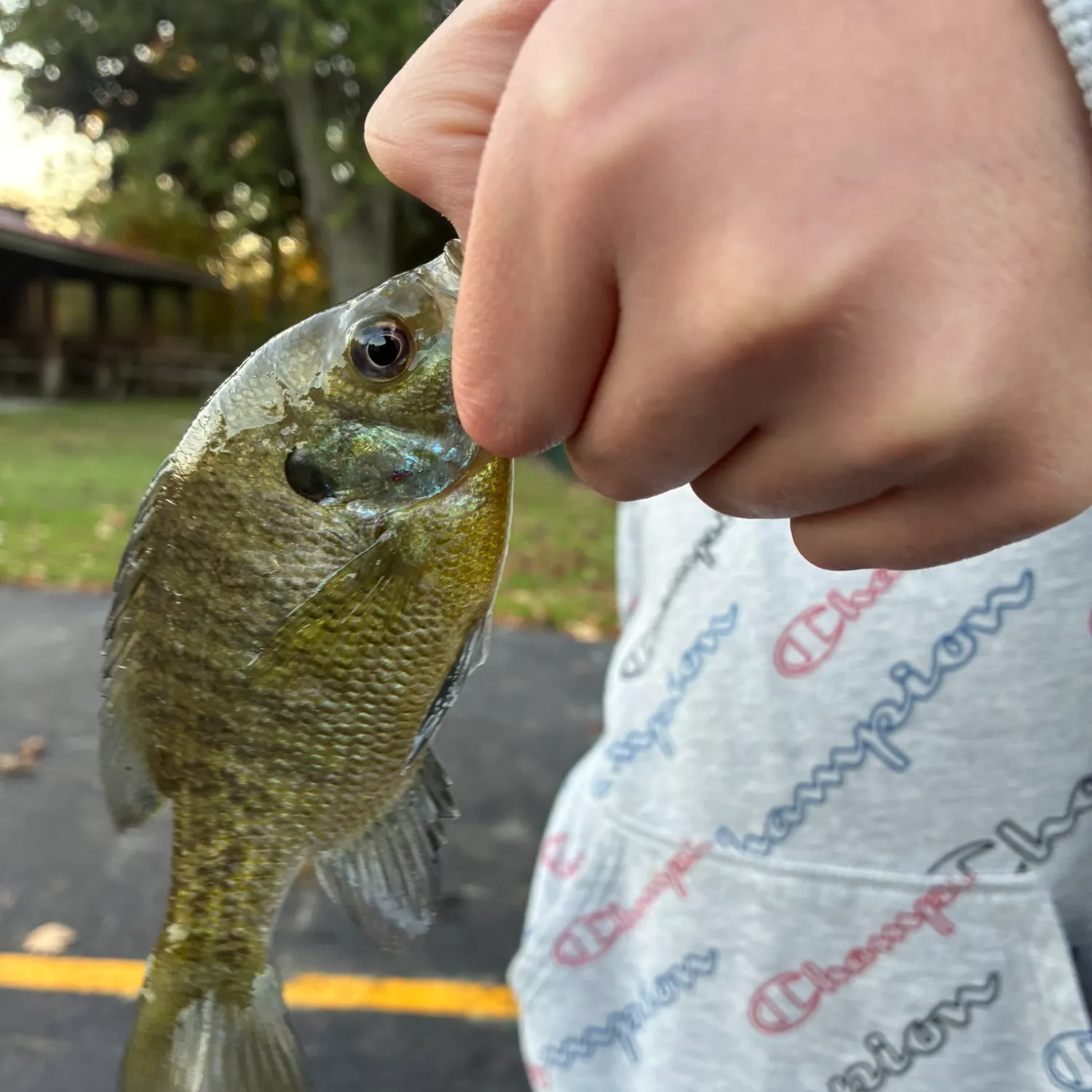 Bluegill caught on Fishbrain