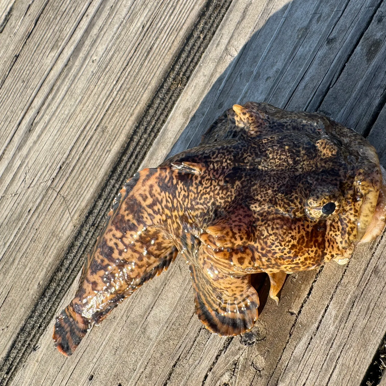The most recent Oyster toadfish catches on Fishbrain