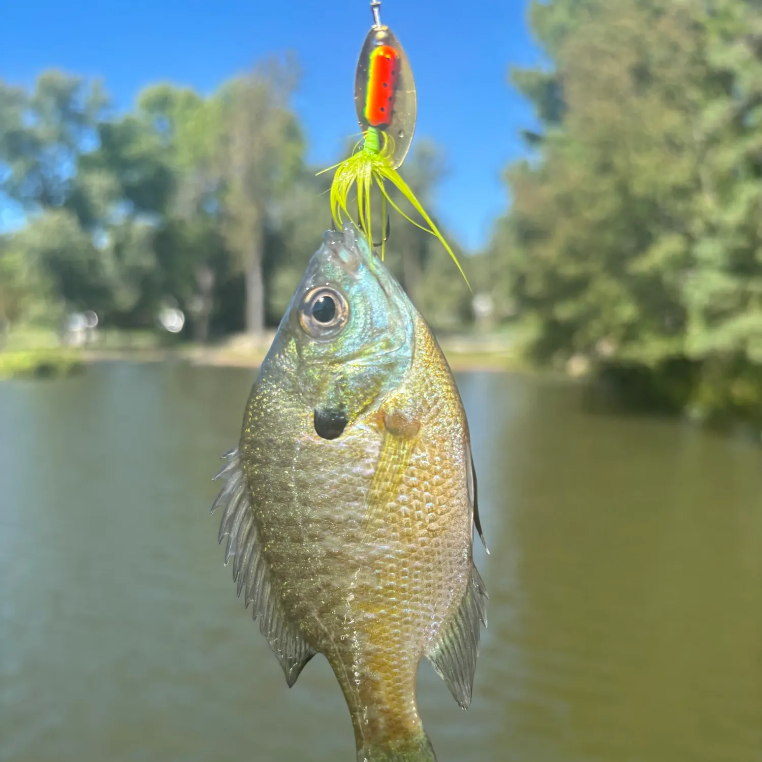 Bluegill caught on Fishbrain