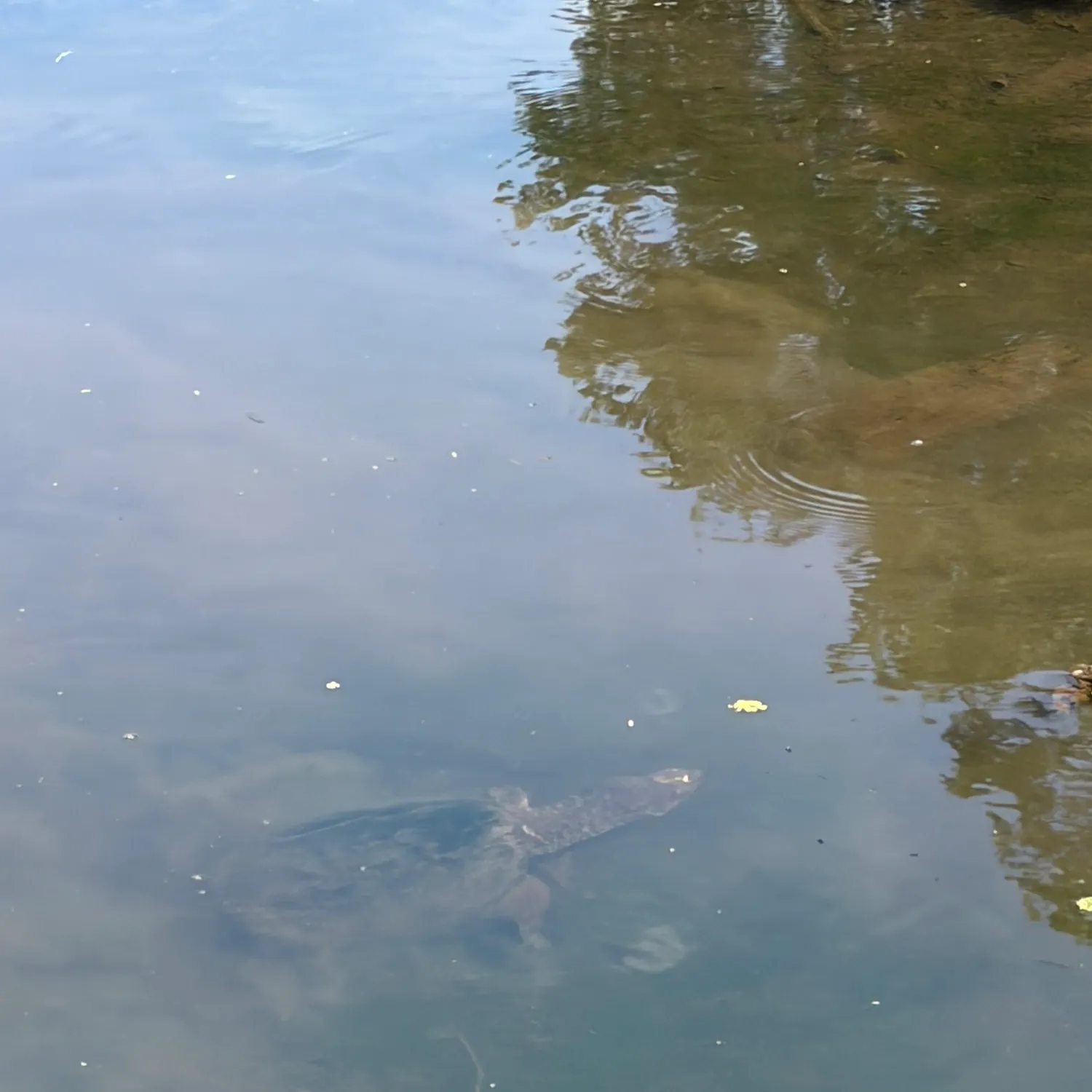 Fish caught on Fishbrain