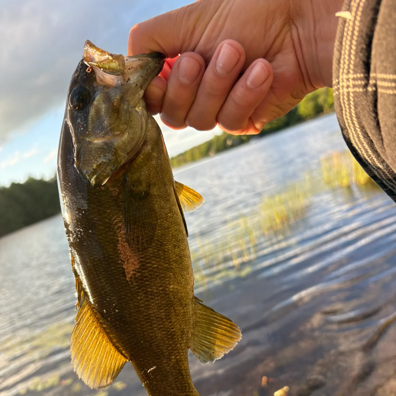 Smallmouth bass caught on Fishbrain
