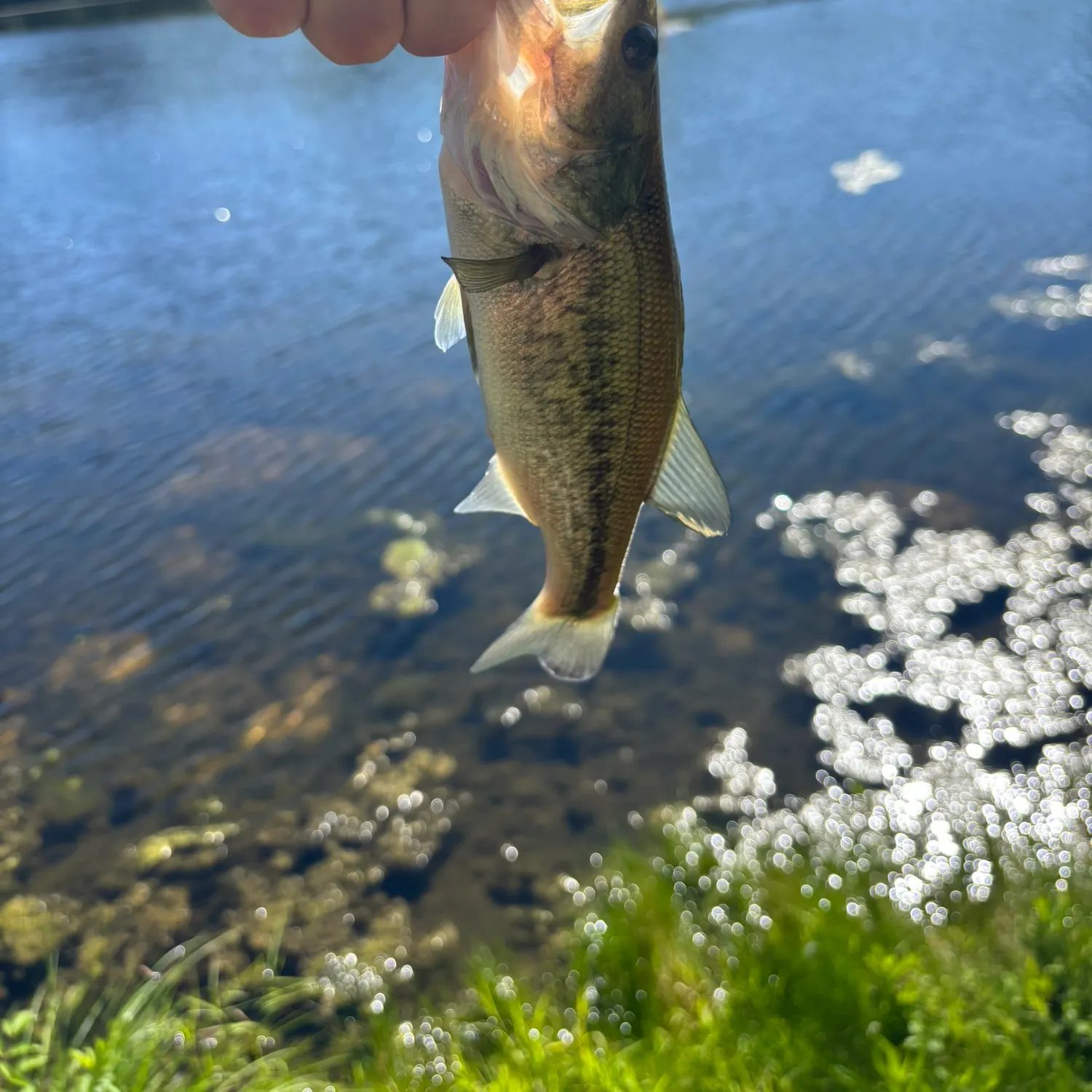Largemouth bass caught on Fishbrain