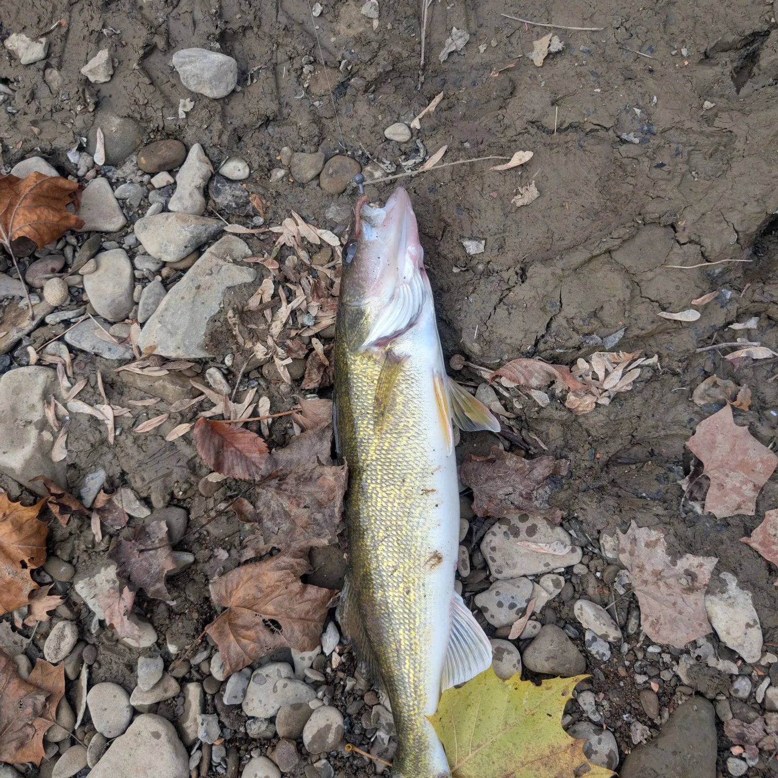 Walleye caught on Fishbrain