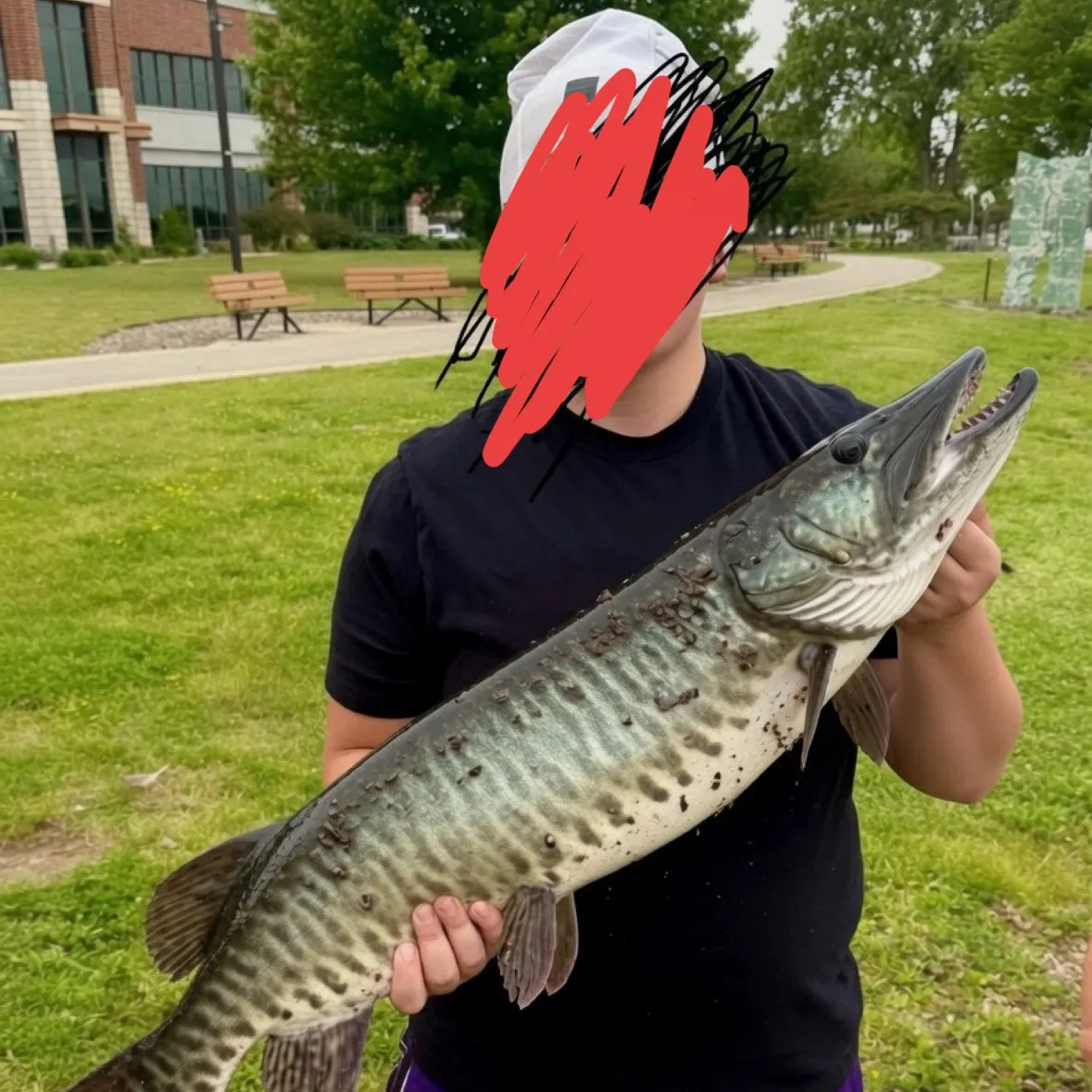 The most recent Muskellunge catches on Fishbrain