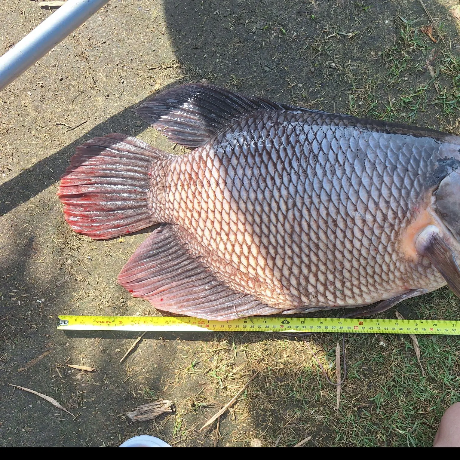 The most recent Giant gourami catches on Fishbrain