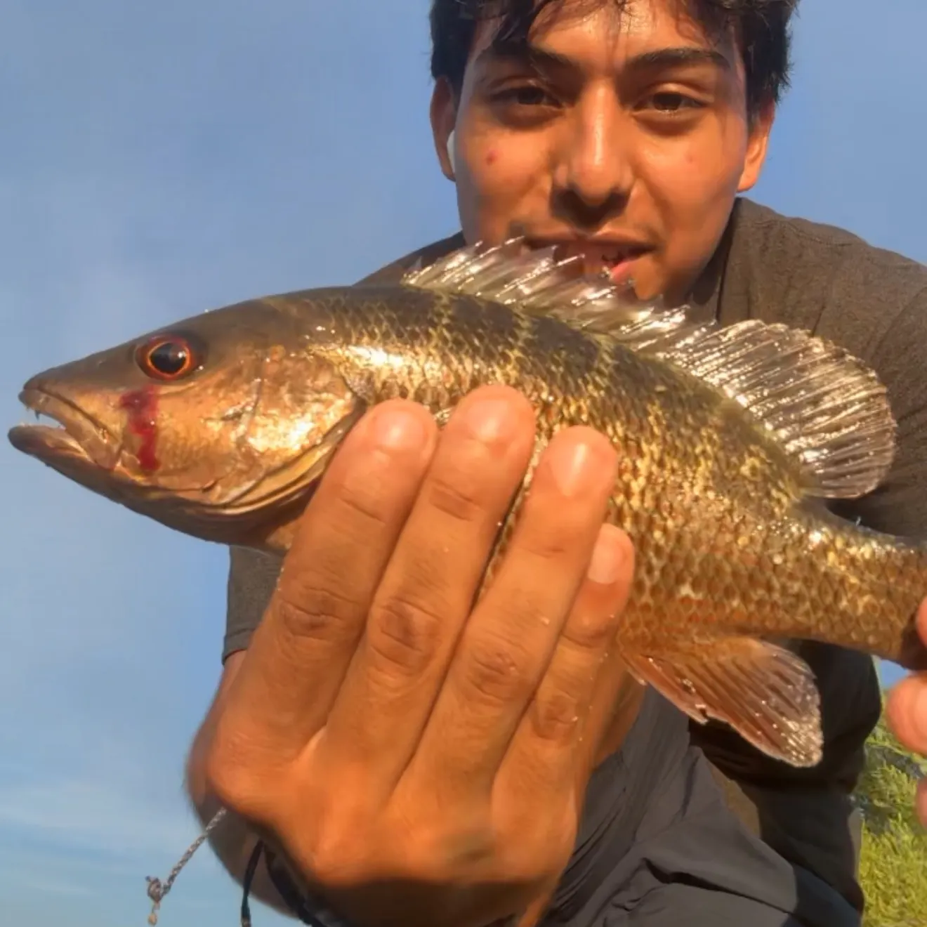Mangrove snapper caught on Fishbrain