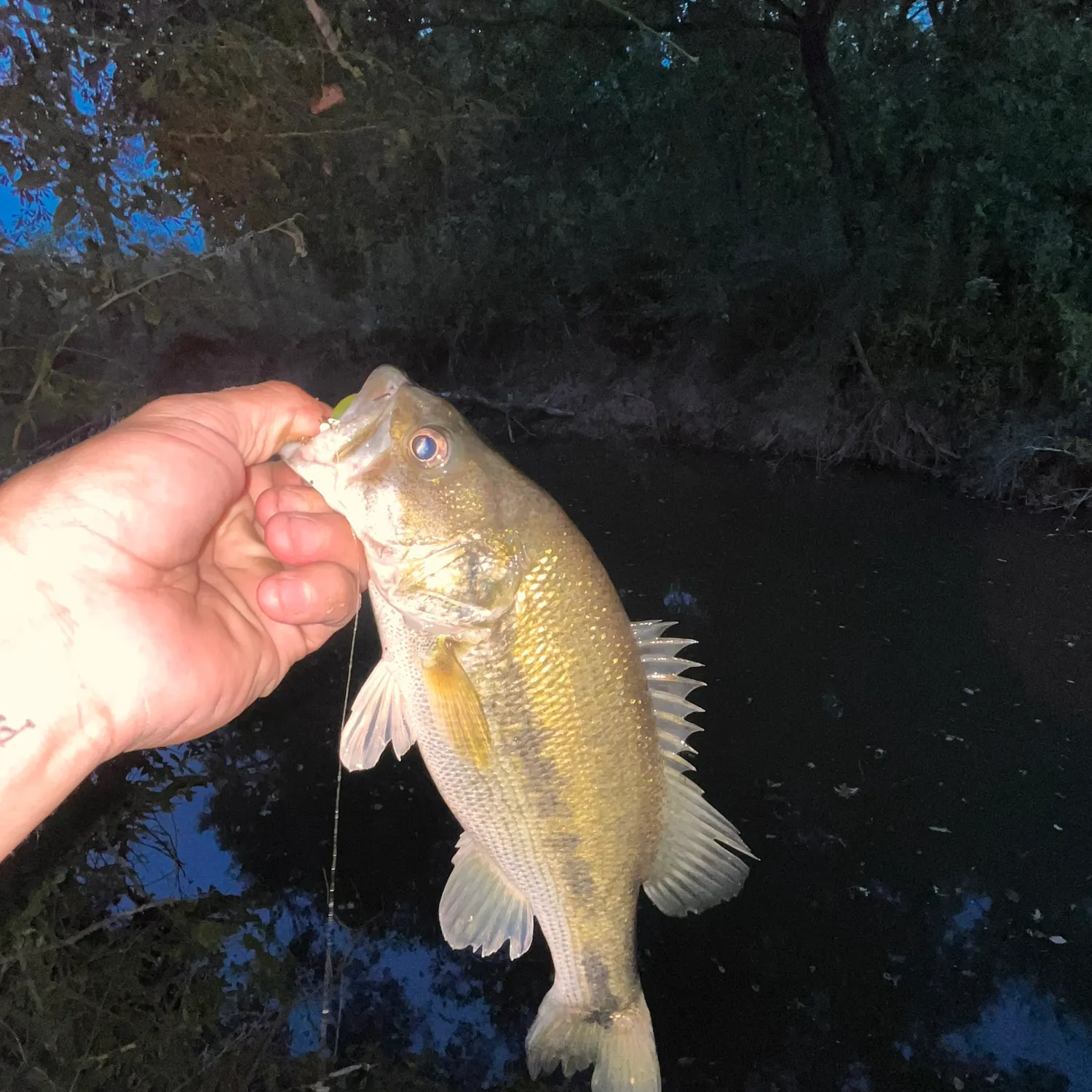 Spotted bass caught on Fishbrain