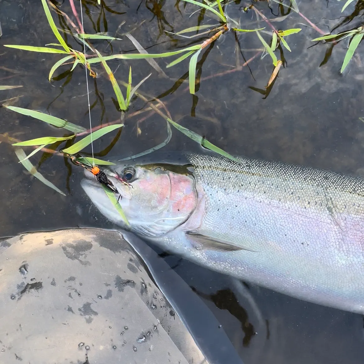 angler catch