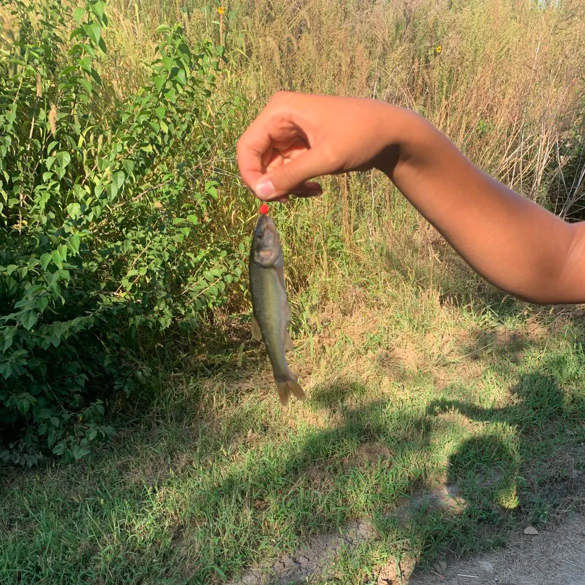Creek chub caught on Fishbrain