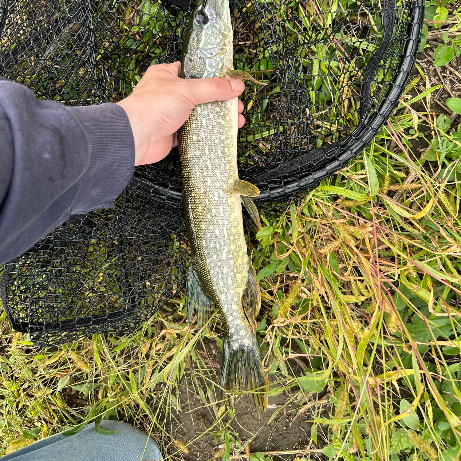 Northern pike caught on Fishbrain
