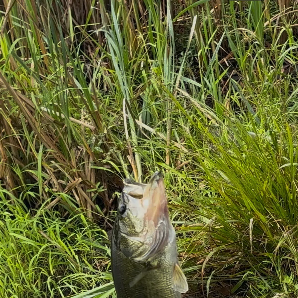 Smallmouth bass caught on Fishbrain