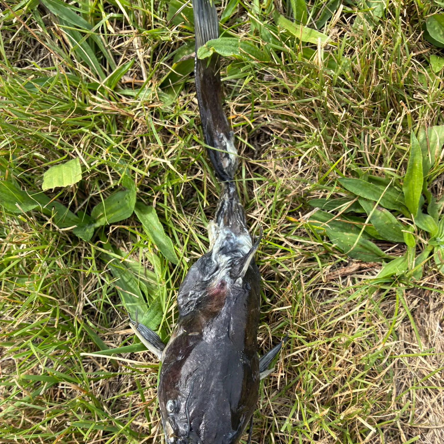 Black bullhead caught on Fishbrain