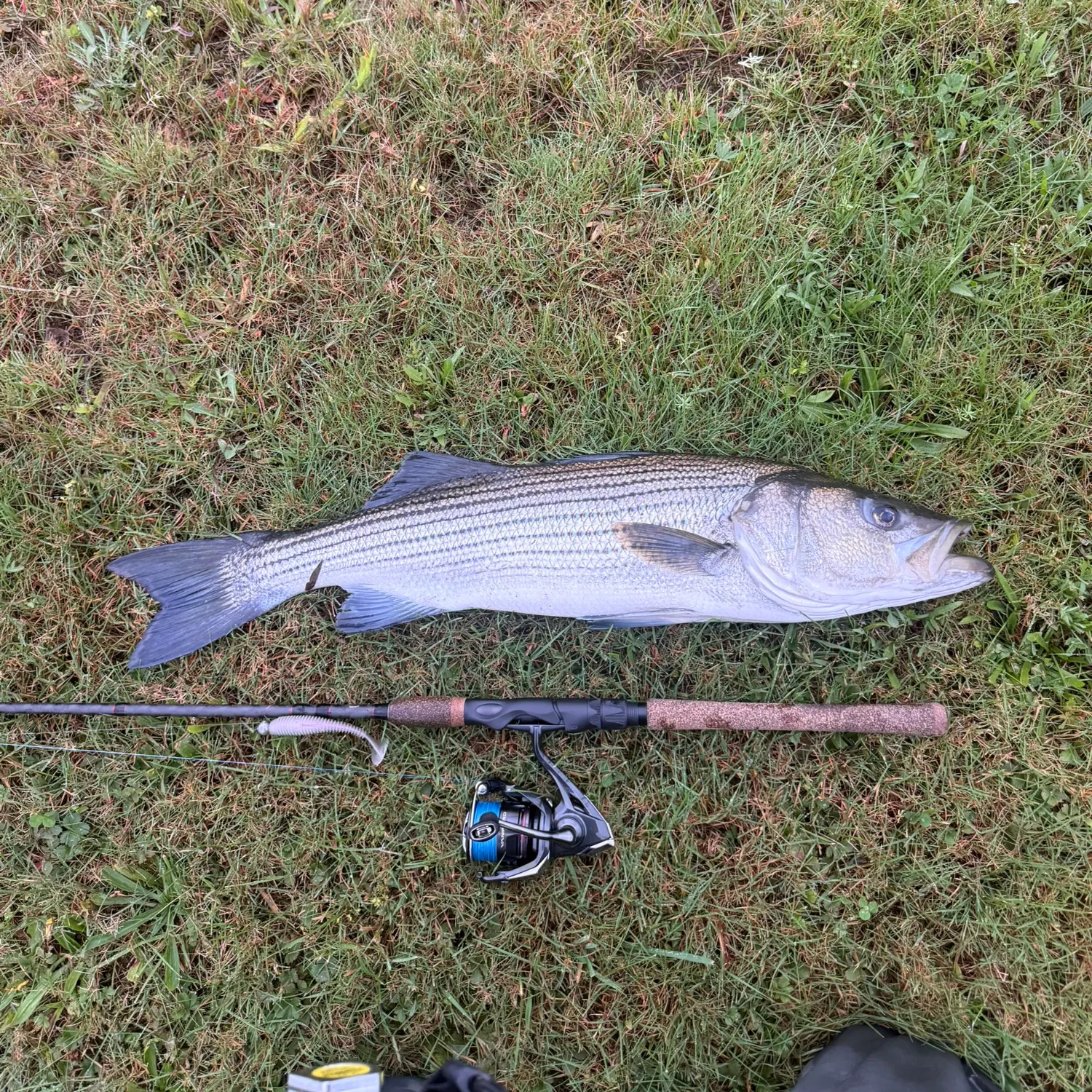 Striped bass caught on Fishbrain
