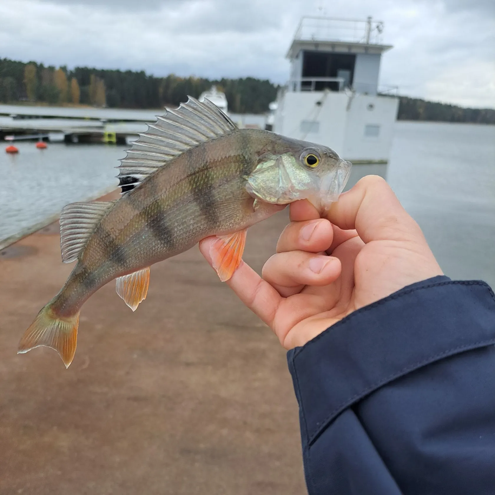 European perch caught on Fishbrain
