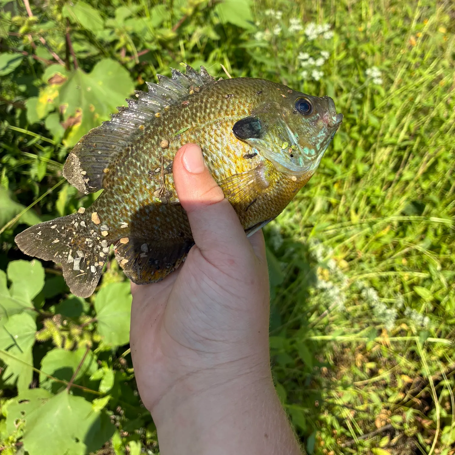 Bluegill caught on Fishbrain