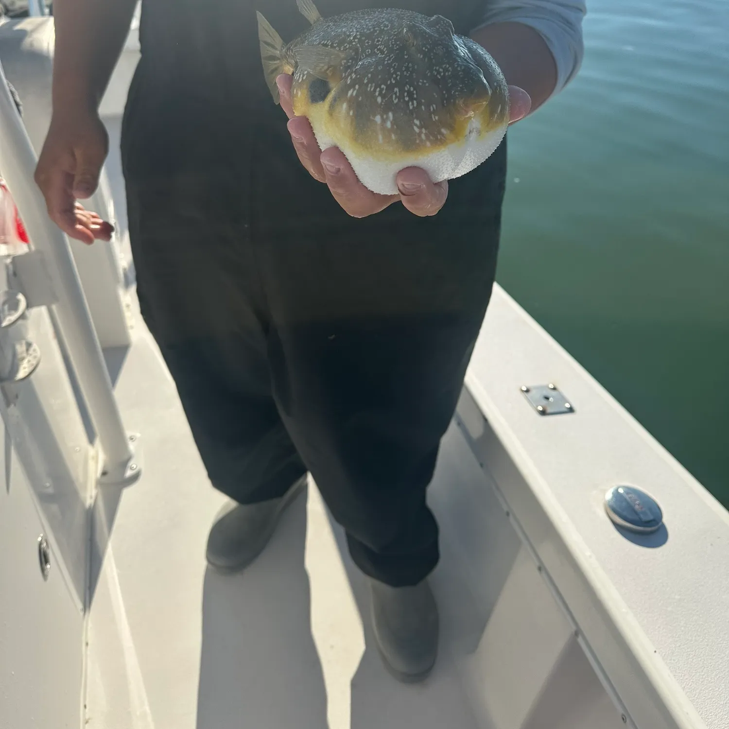 The most recent Southern puffer catches on Fishbrain