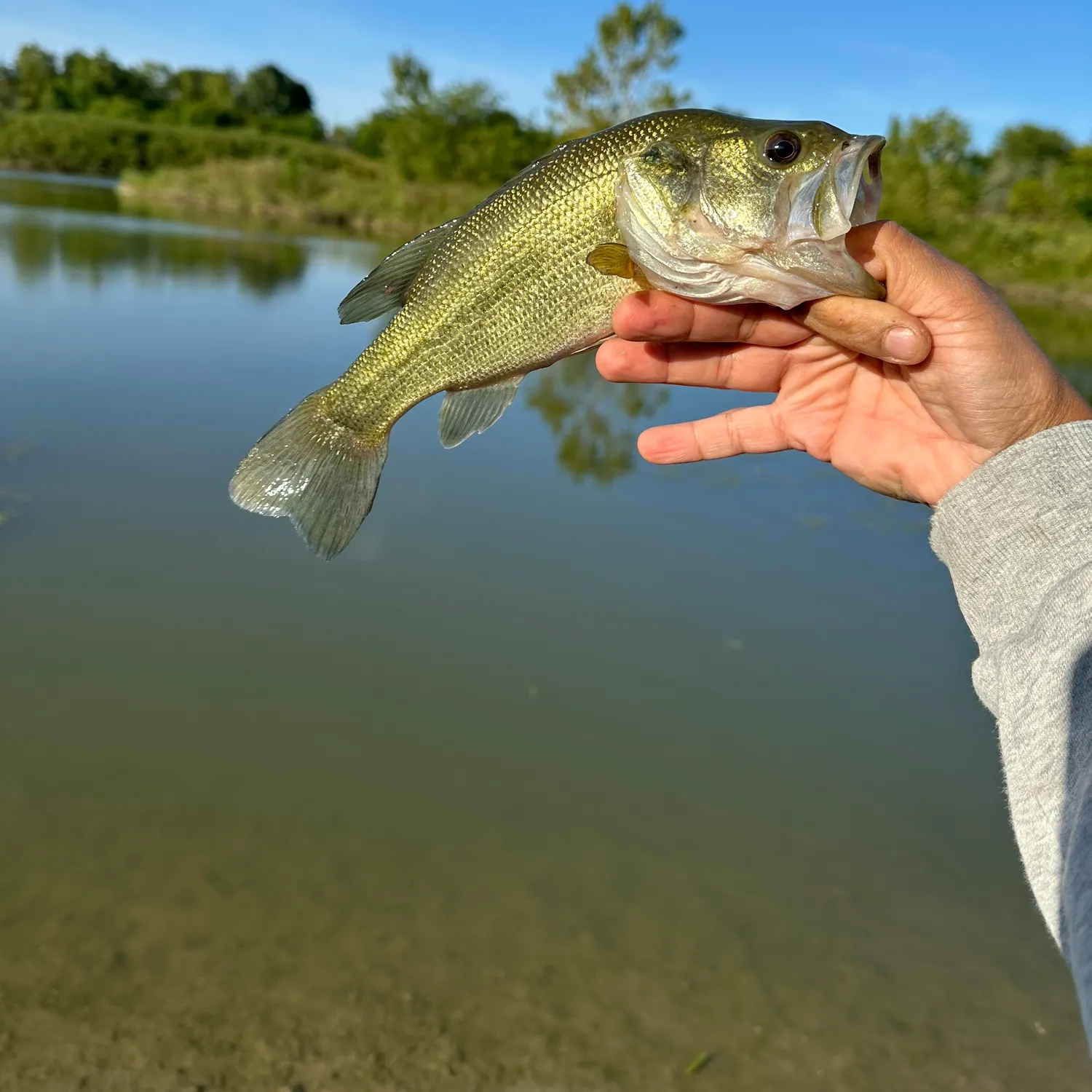Largemouth bass caught on Fishbrain