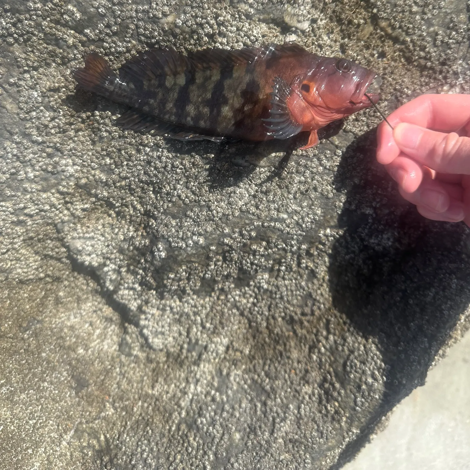 The most recent Hairy blenny catches on Fishbrain