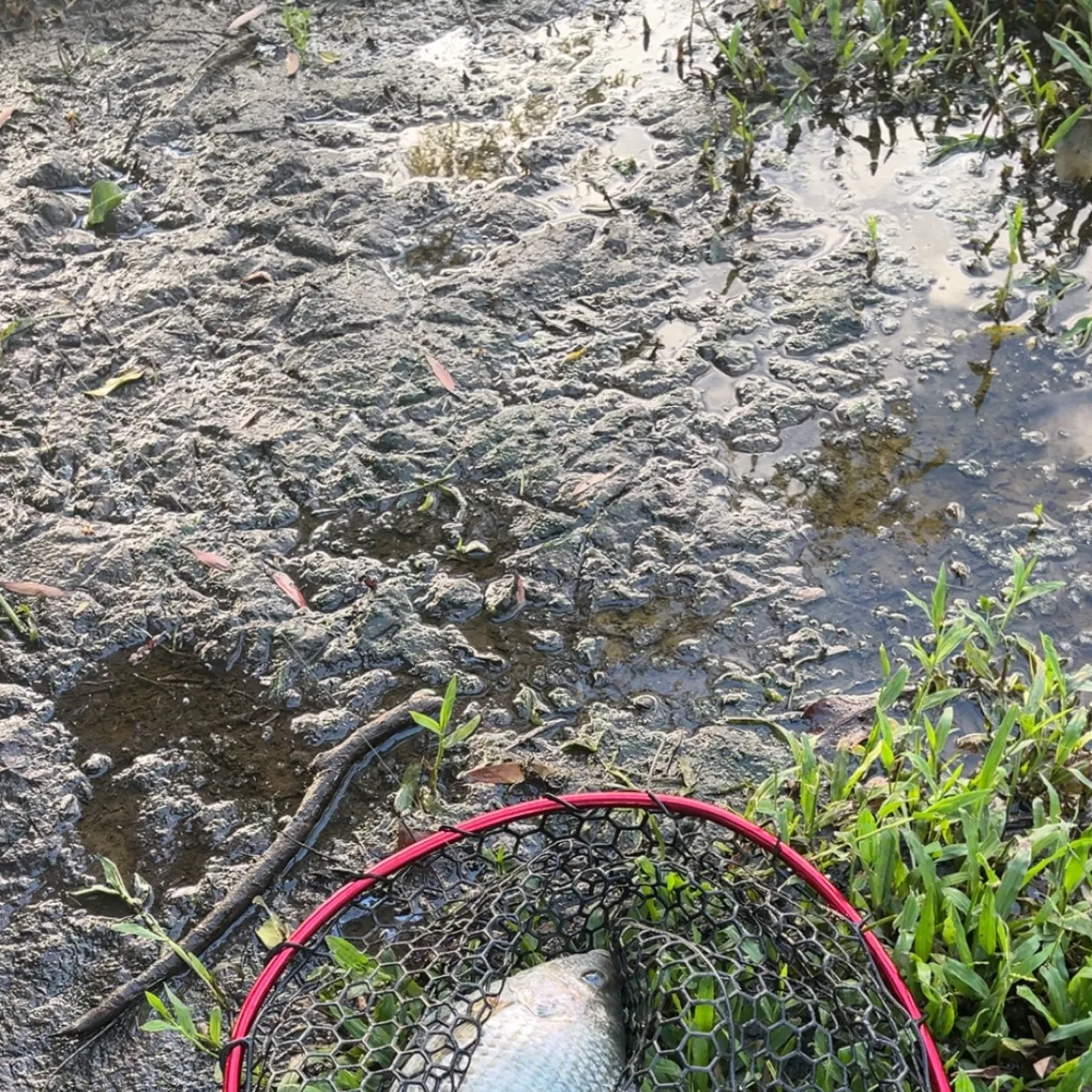 The most recent Mozambique tilapia catches on Fishbrain