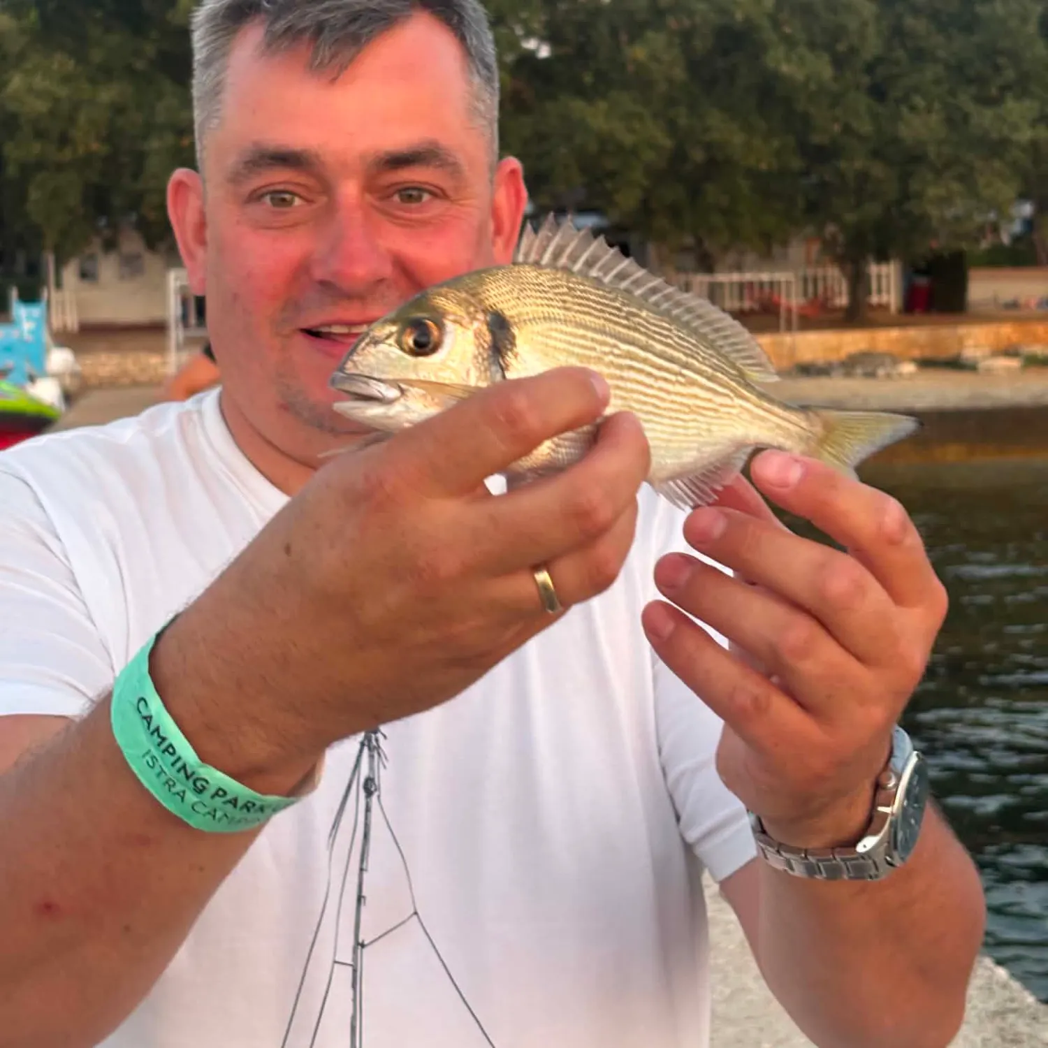 Gilthead seabream caught on Fishbrain
