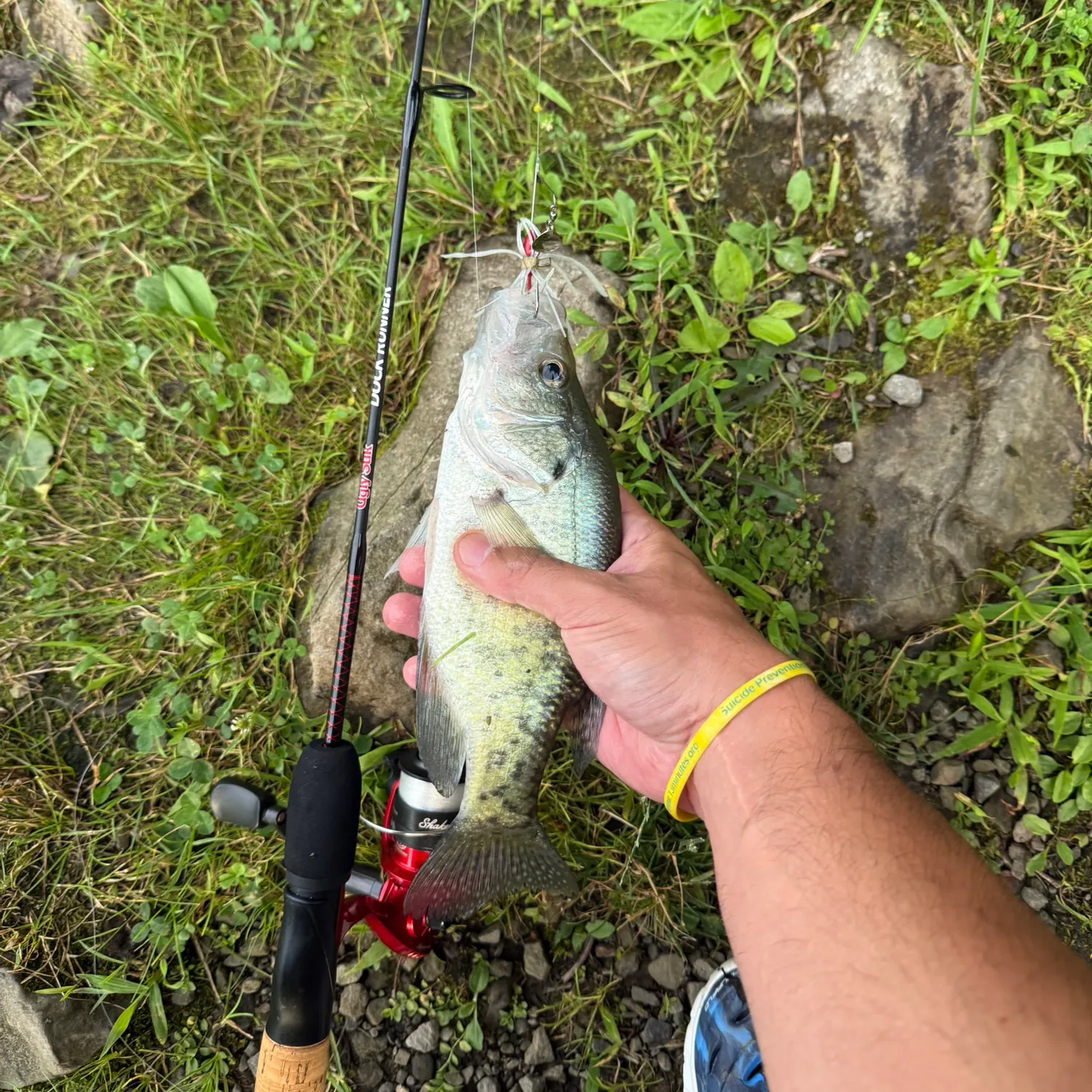 The most recent White crappie catches on Fishbrain