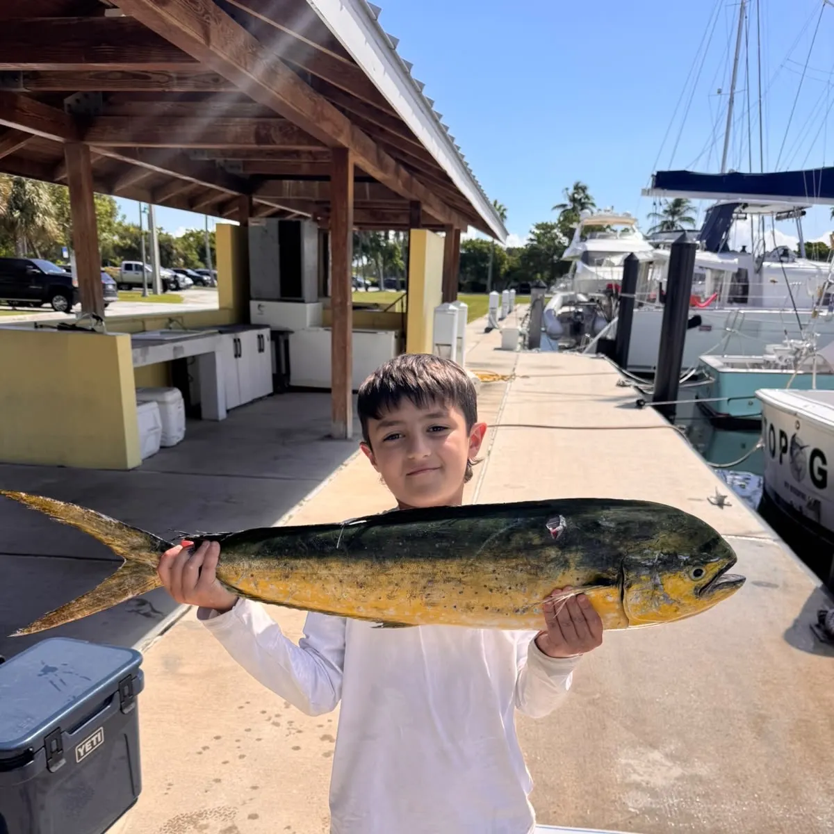 Common dolphinfish caught on Fishbrain