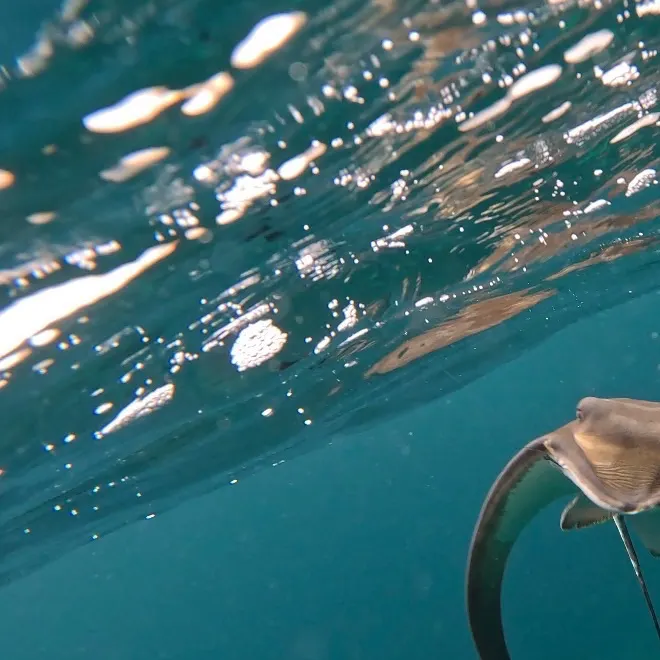 The most recent Common stingray catches on Fishbrain