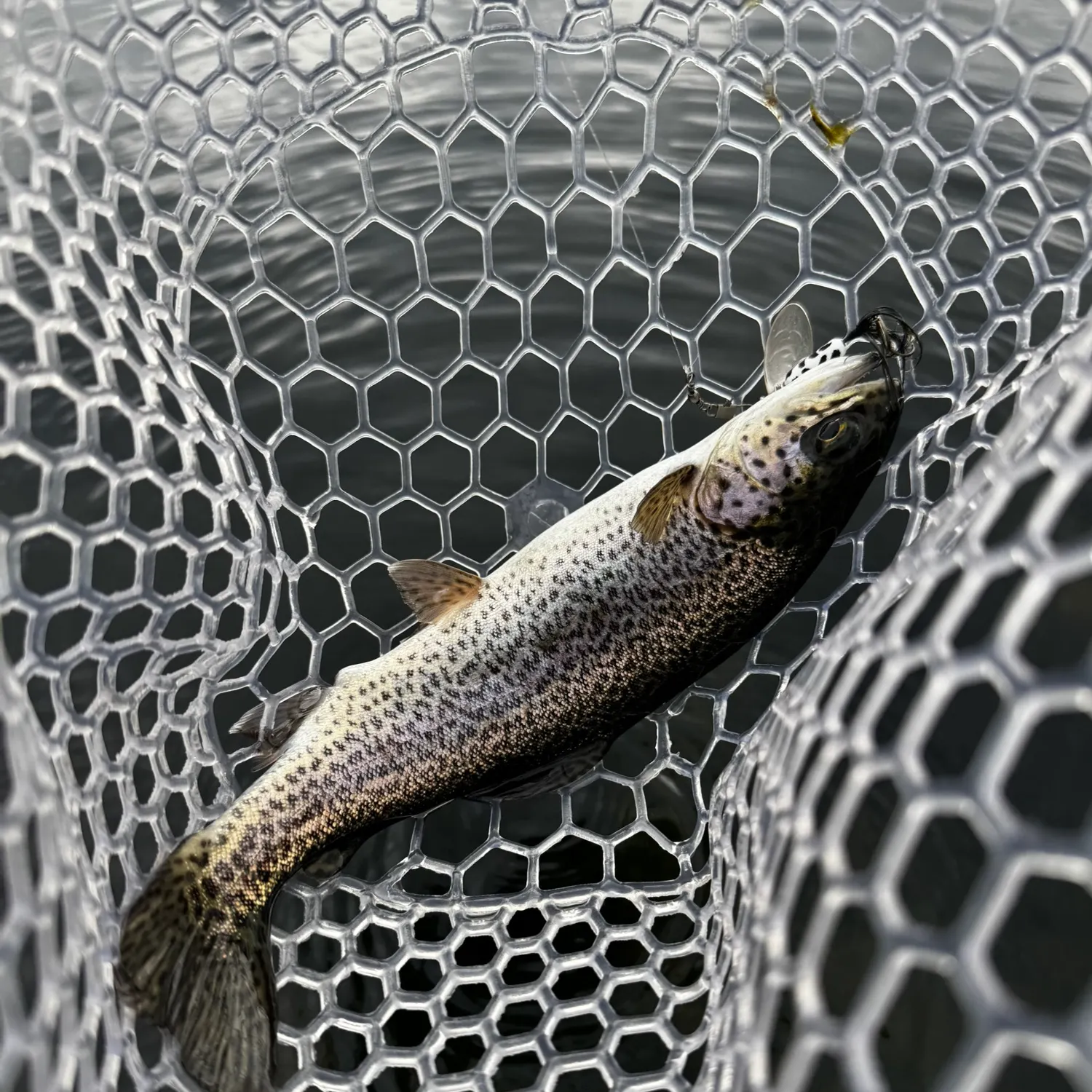 Rainbow trout caught on Fishbrain