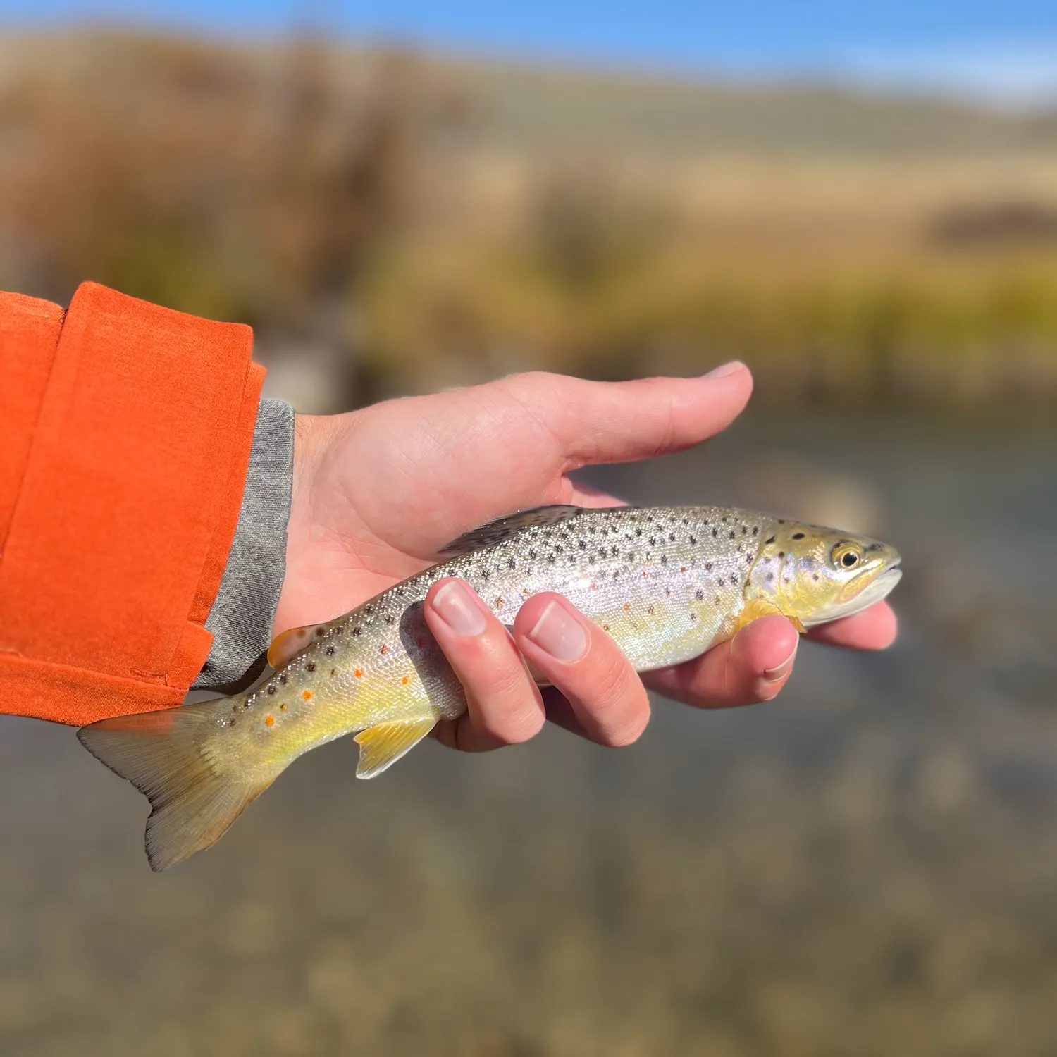 Brown trout caught on Fishbrain