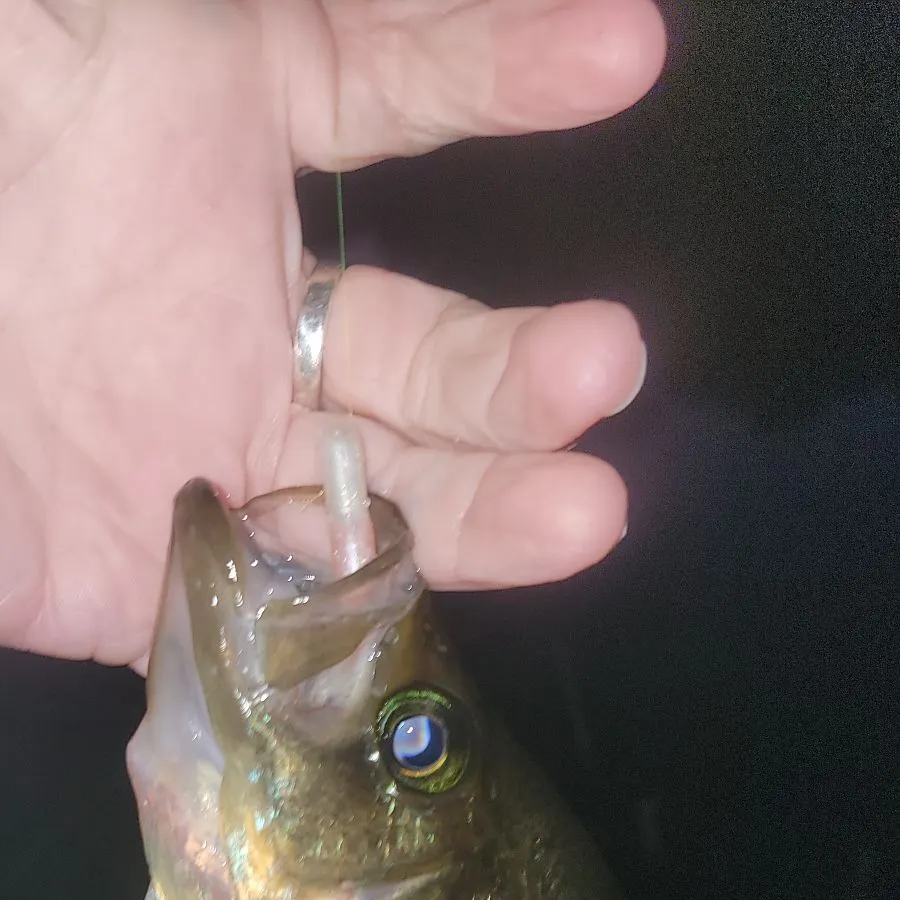 Black crappie caught on Fishbrain