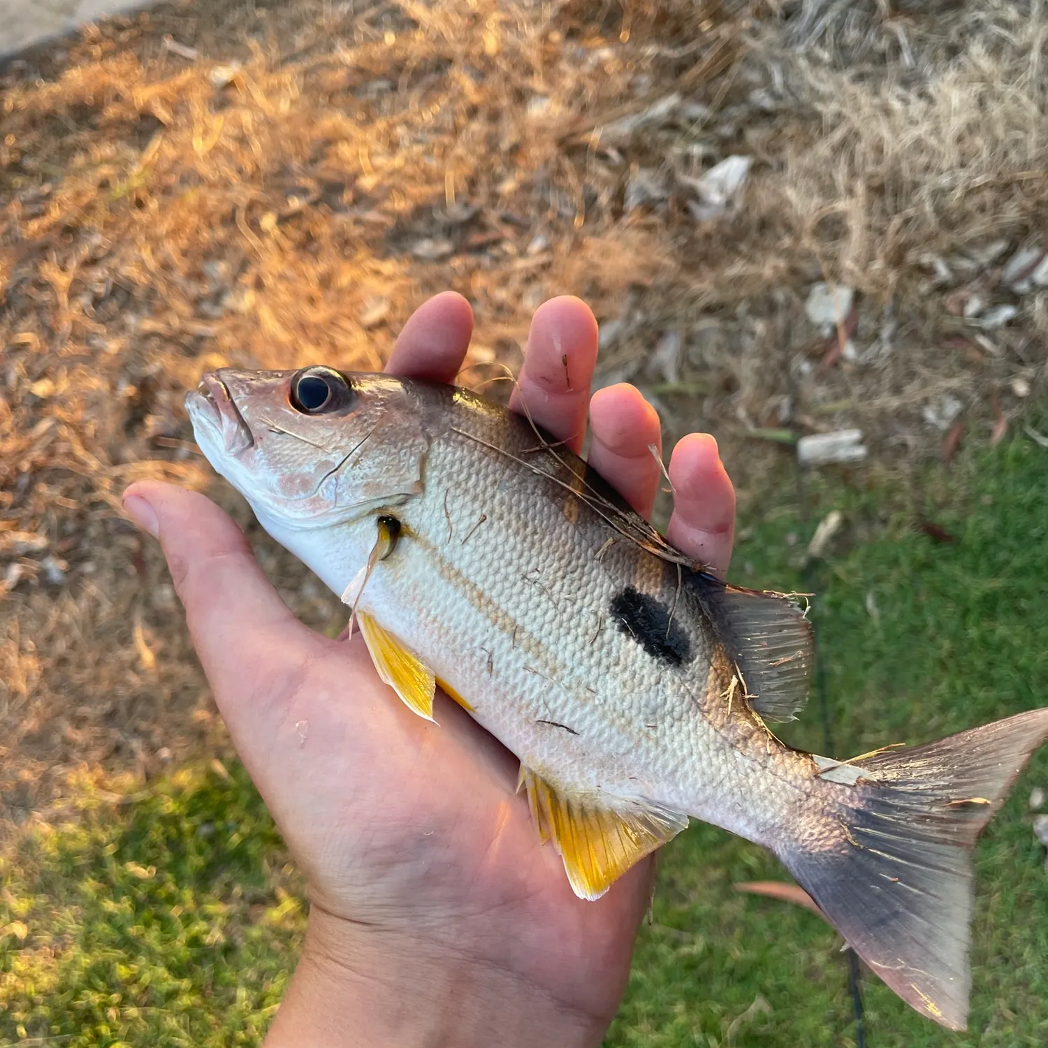 The most recent Moses perch catches on Fishbrain