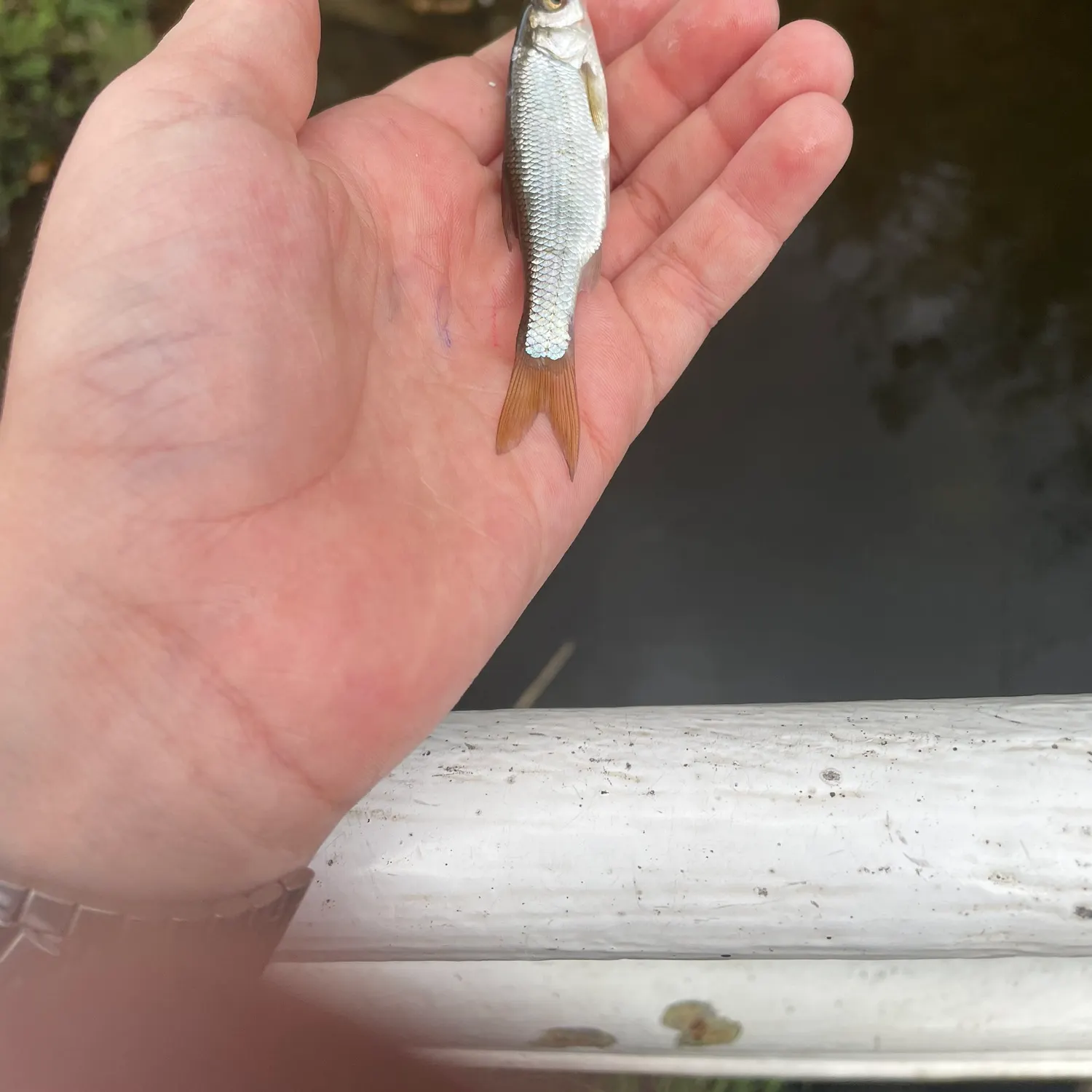 Fish caught on Fishbrain