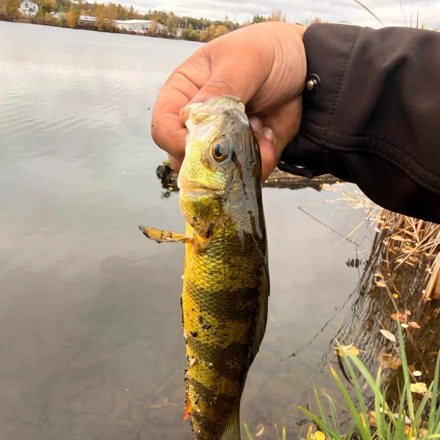 Yellow perch caught on Fishbrain