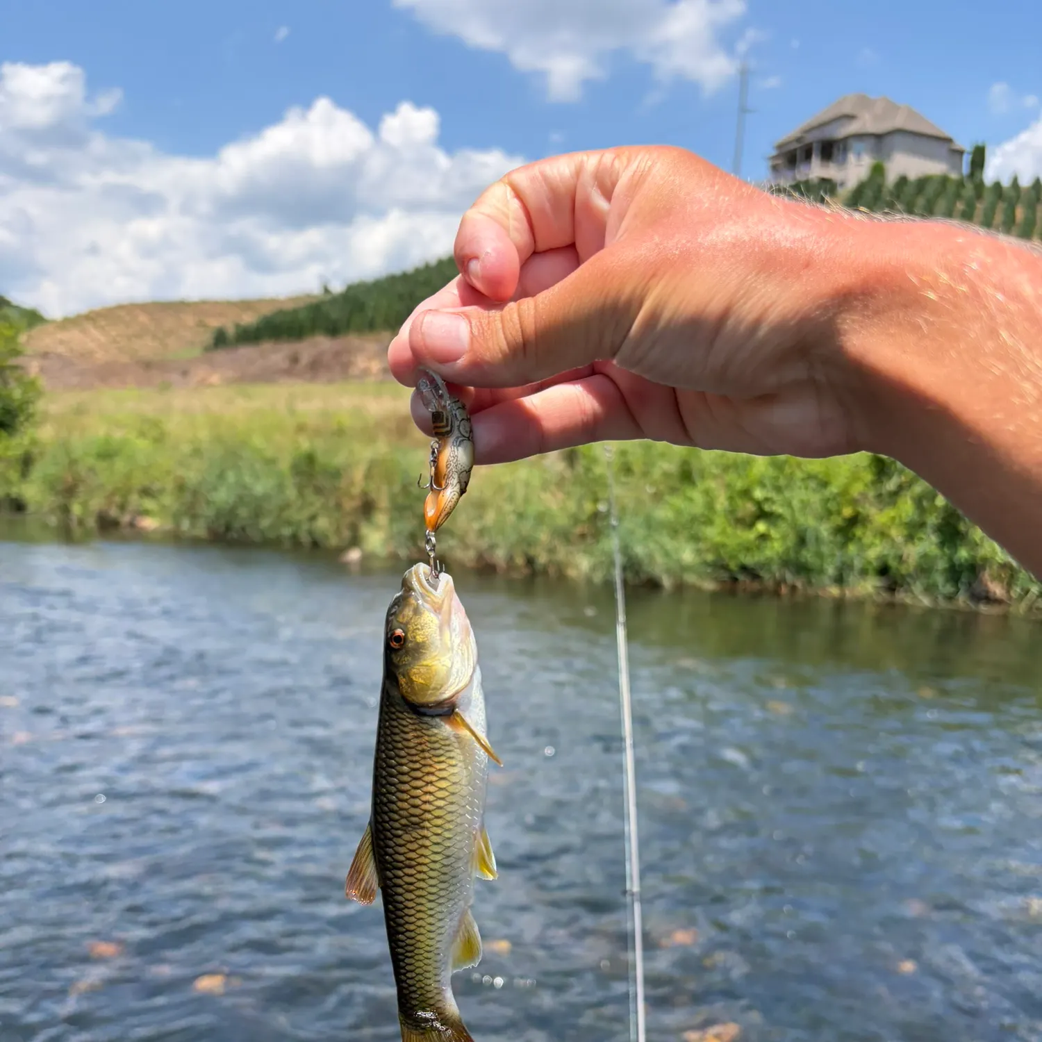 The most recent Bigmouth chub catches on Fishbrain