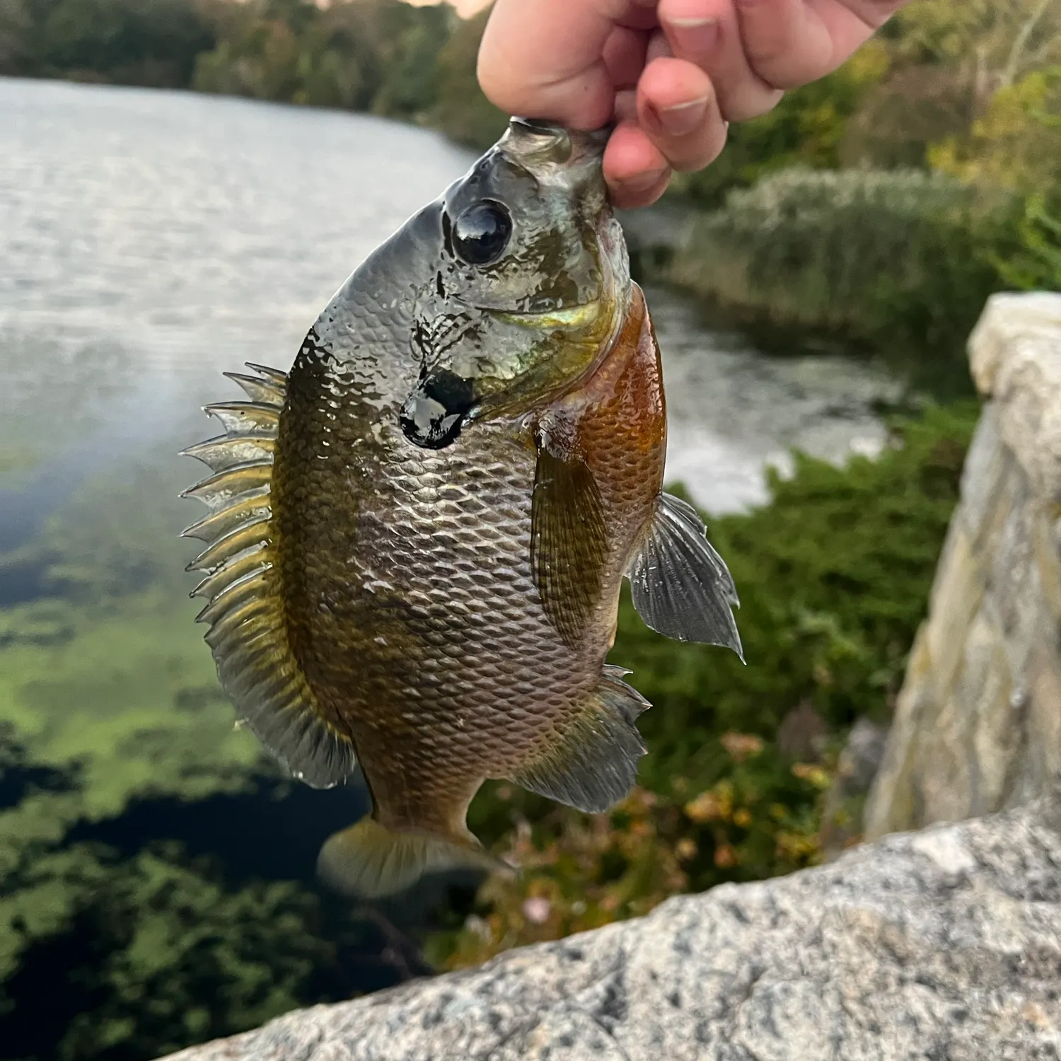 Bluegill caught on Fishbrain