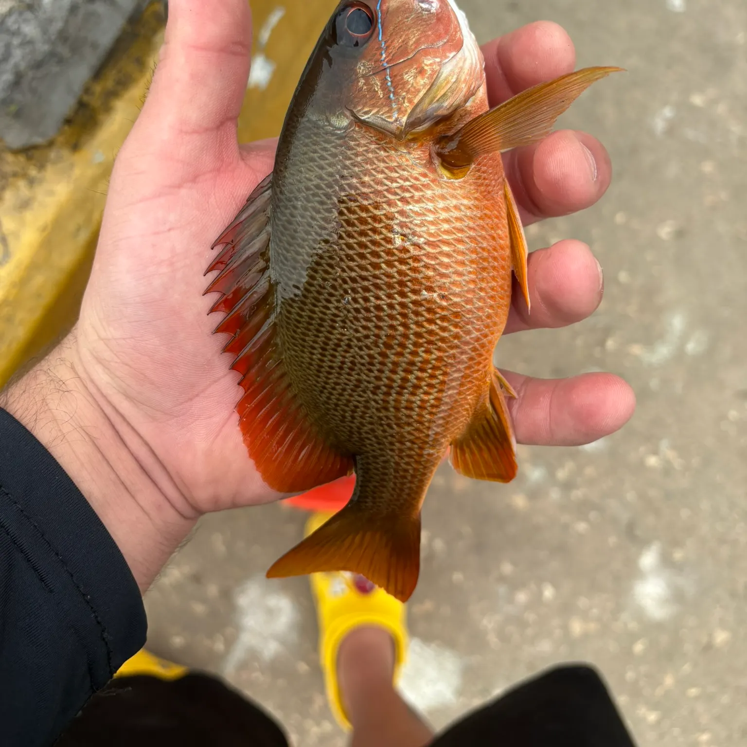 The most recent Dog Snapper catches on Fishbrain