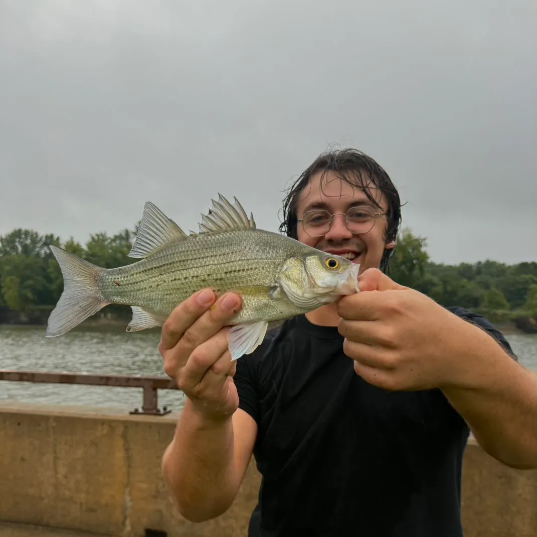 White bass caught on Fishbrain