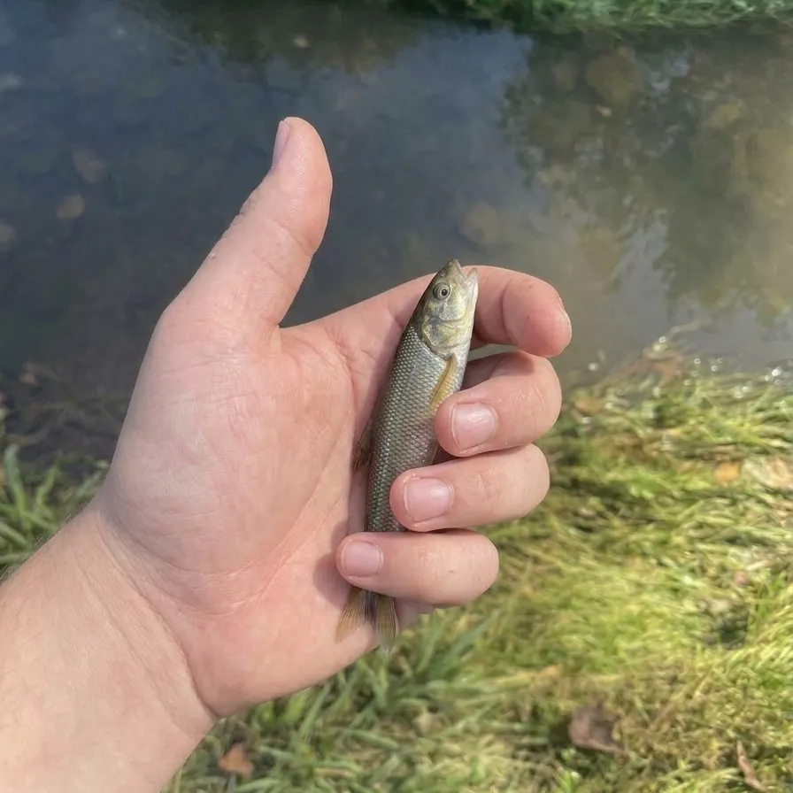 Creek chub caught on Fishbrain