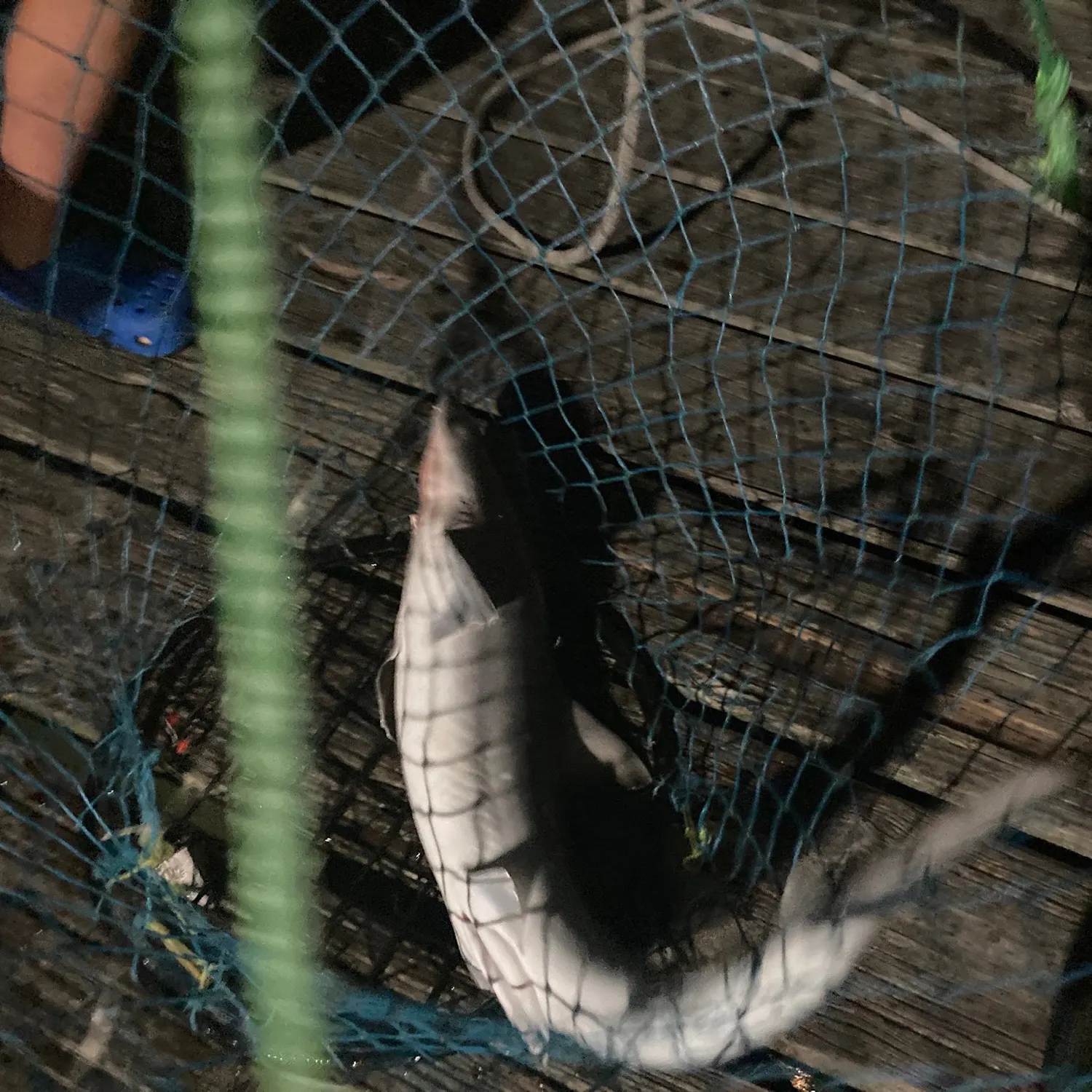 The most recent Common thresher catches on Fishbrain