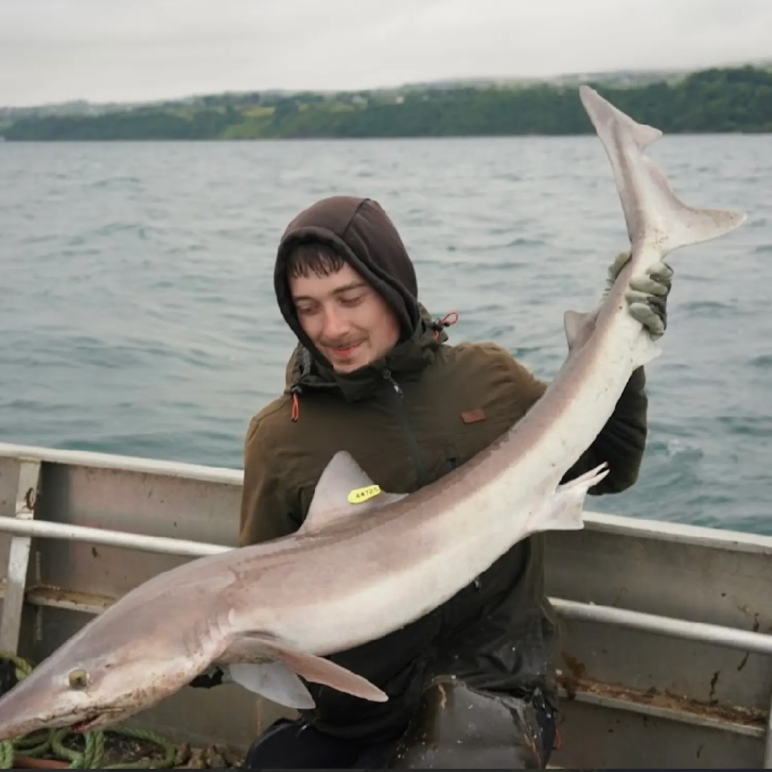 The most recent Tope shark catches on Fishbrain