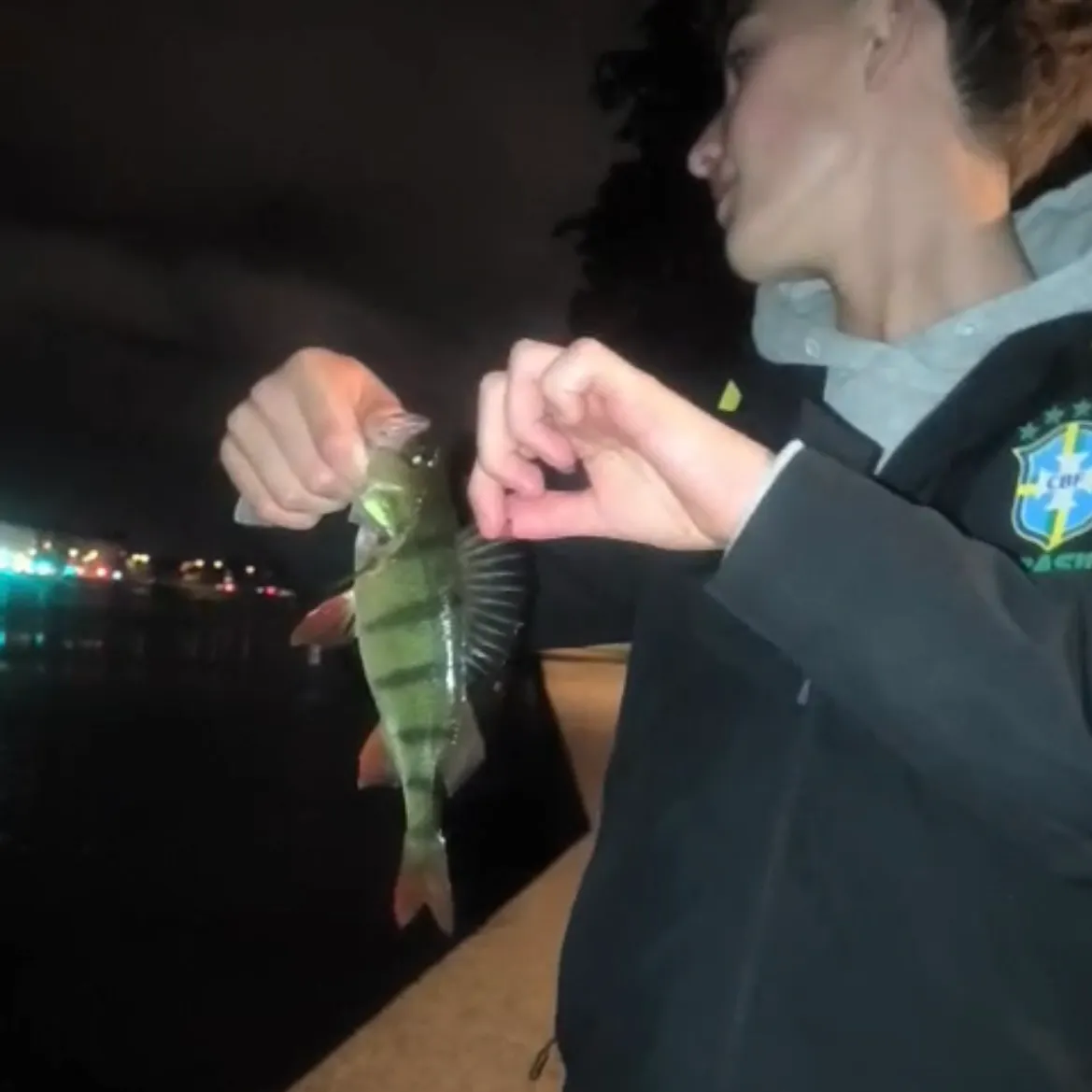 European perch caught on Fishbrain