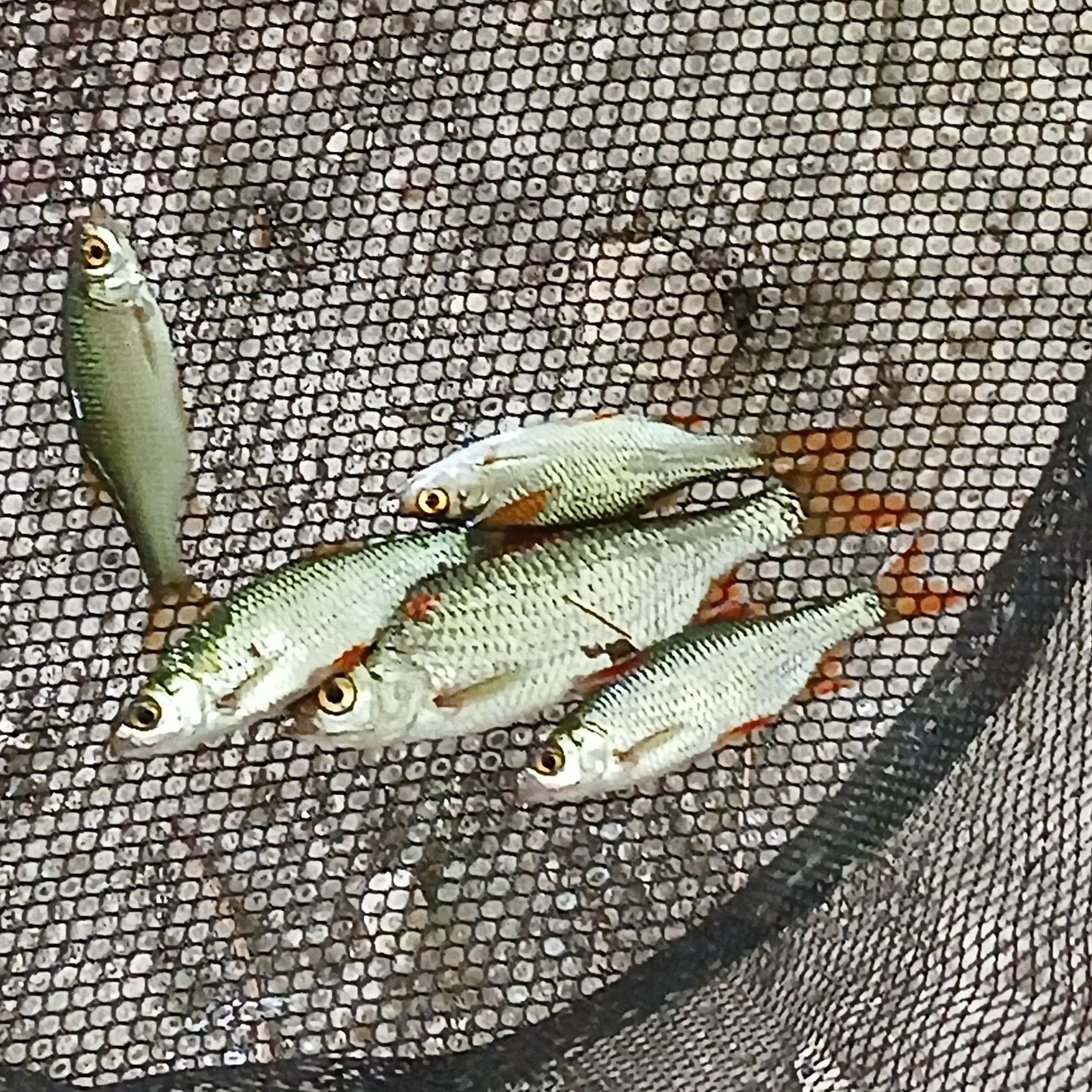 Common roach caught on Fishbrain