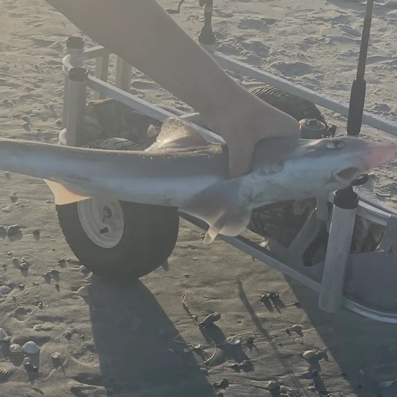 The most recent Sand tiger shark catches on Fishbrain