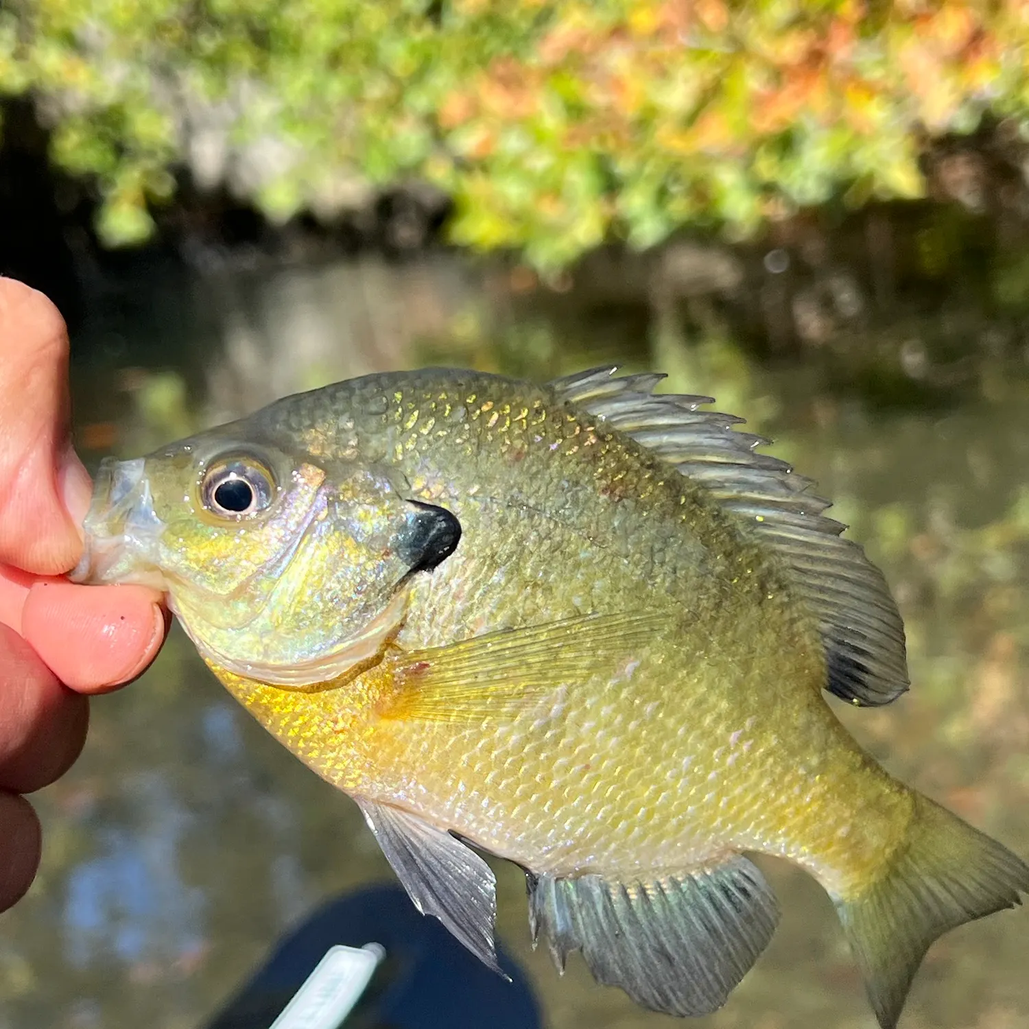Fish caught on Fishbrain